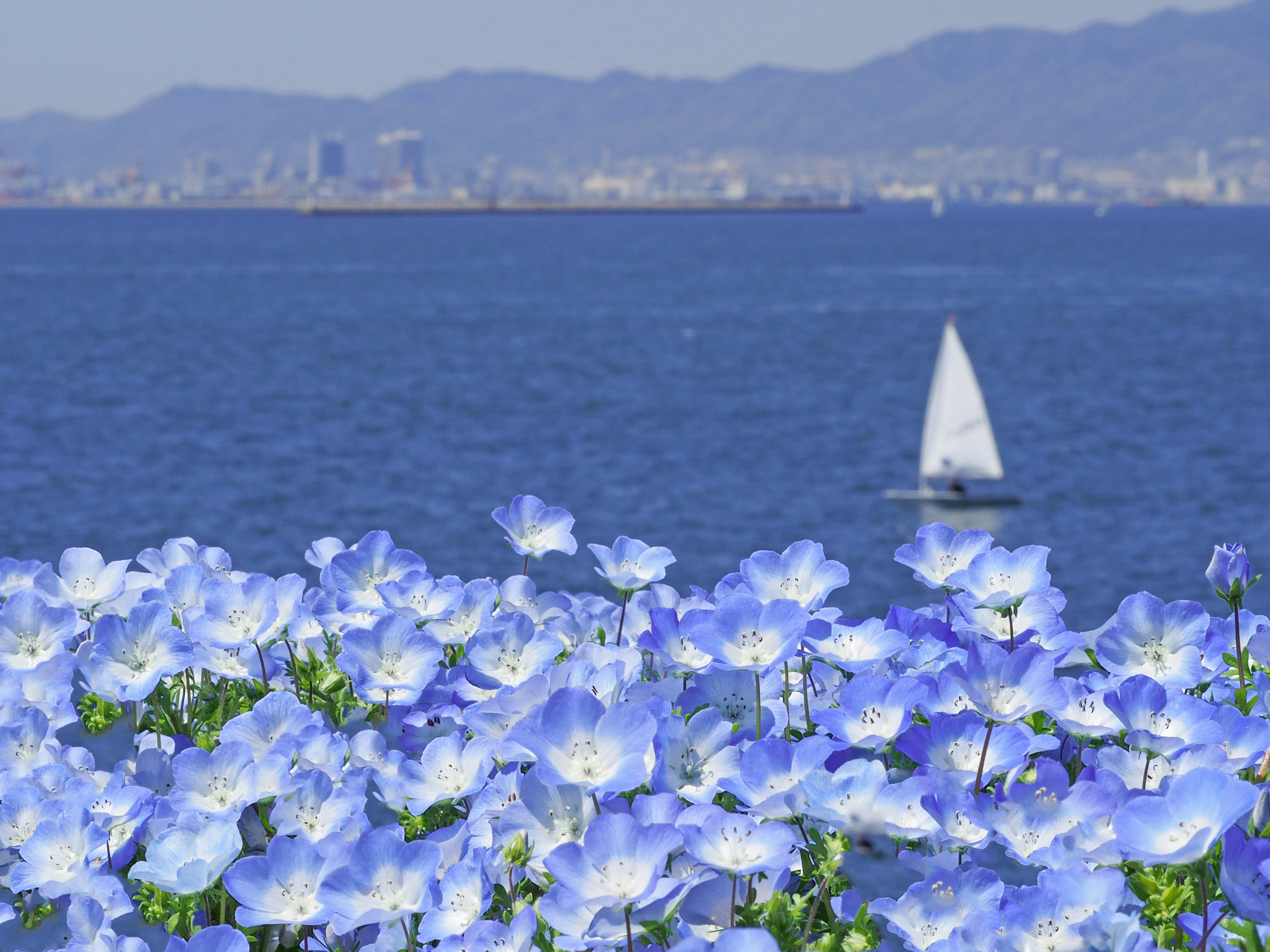 海辺を背景に咲く青い花
