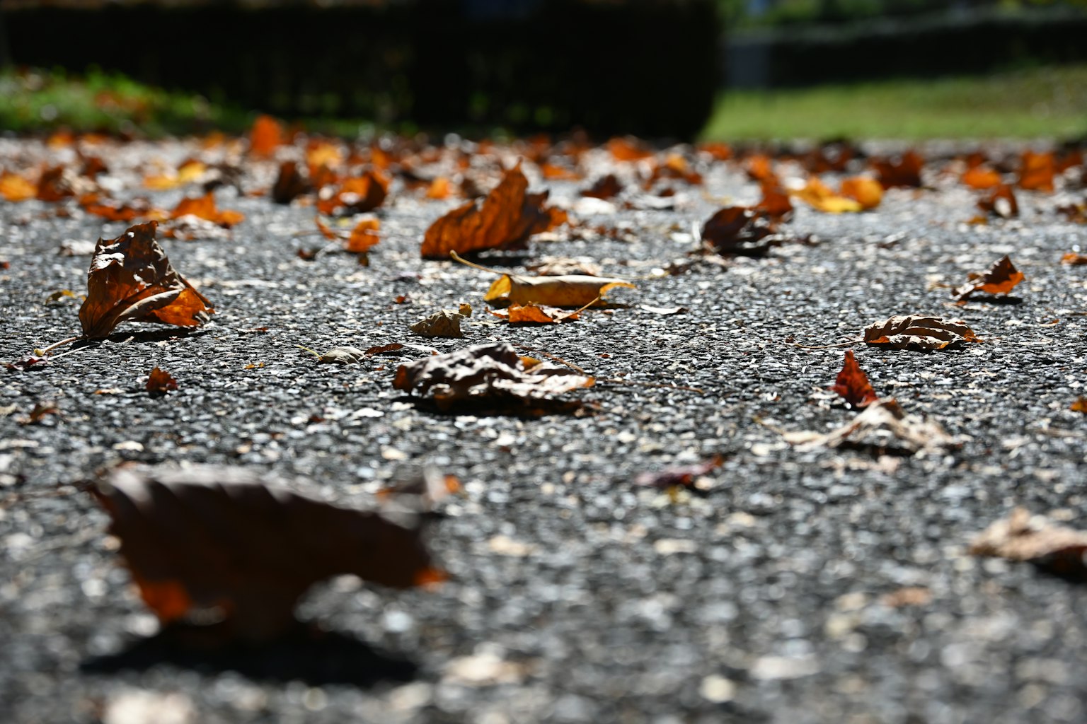 鋪成道路上散落的棕色葉子