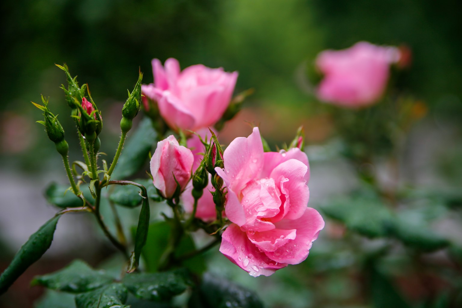 Acercamiento de flores de rosa rosa y capullos con hojas verdes de fondo