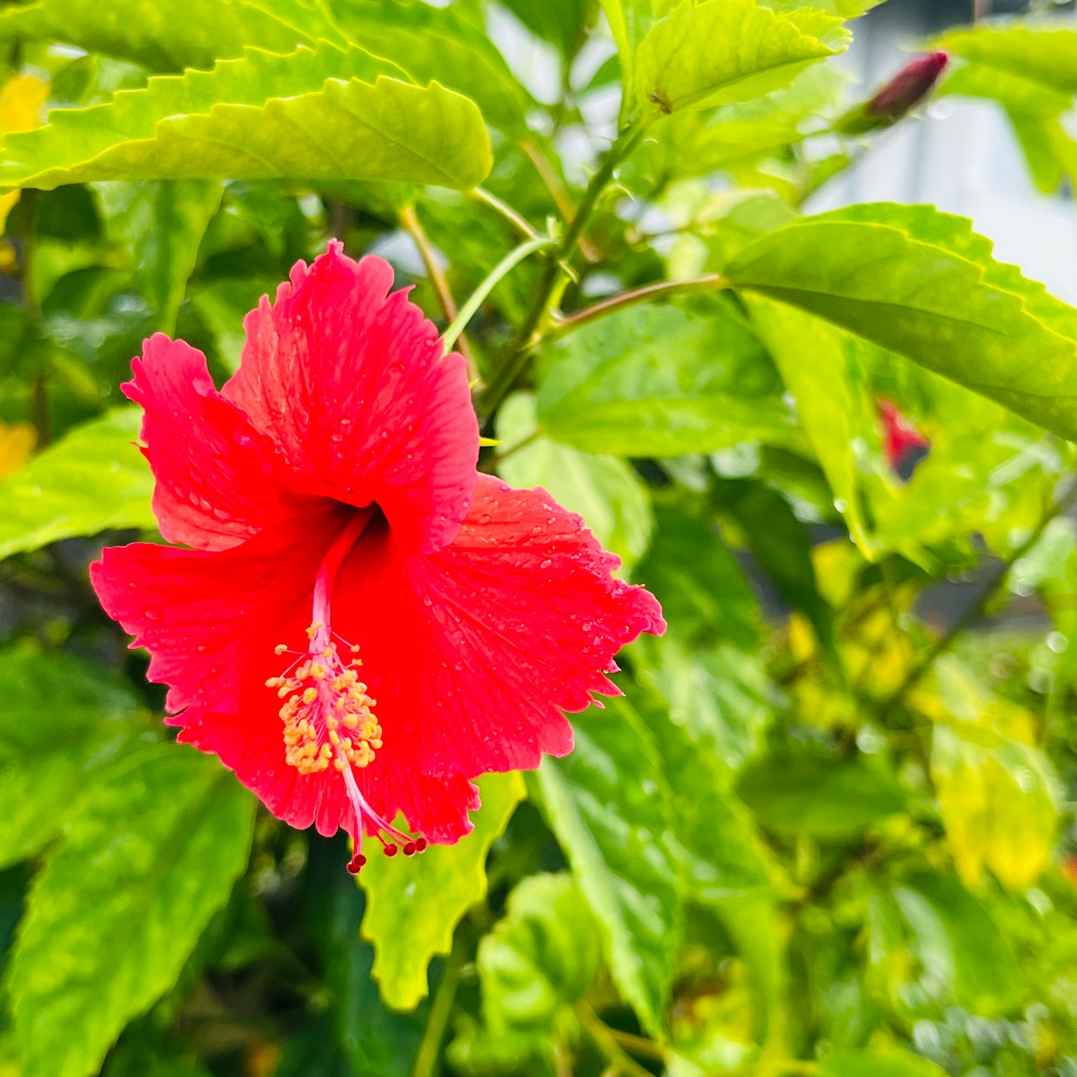Bunga hibiskus merah cerah dengan daun hijau