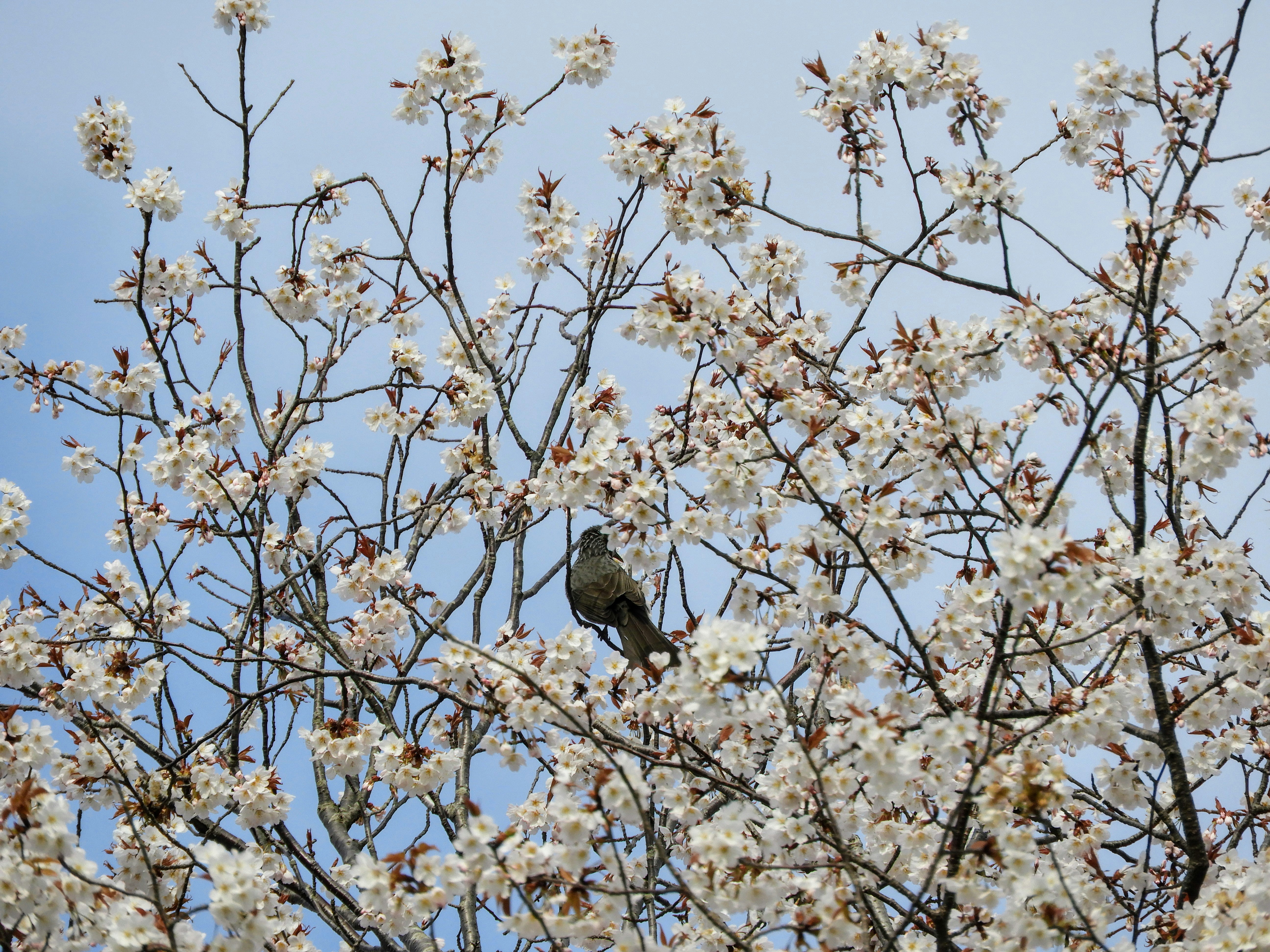 桜の枝にとまるヒヨドリ