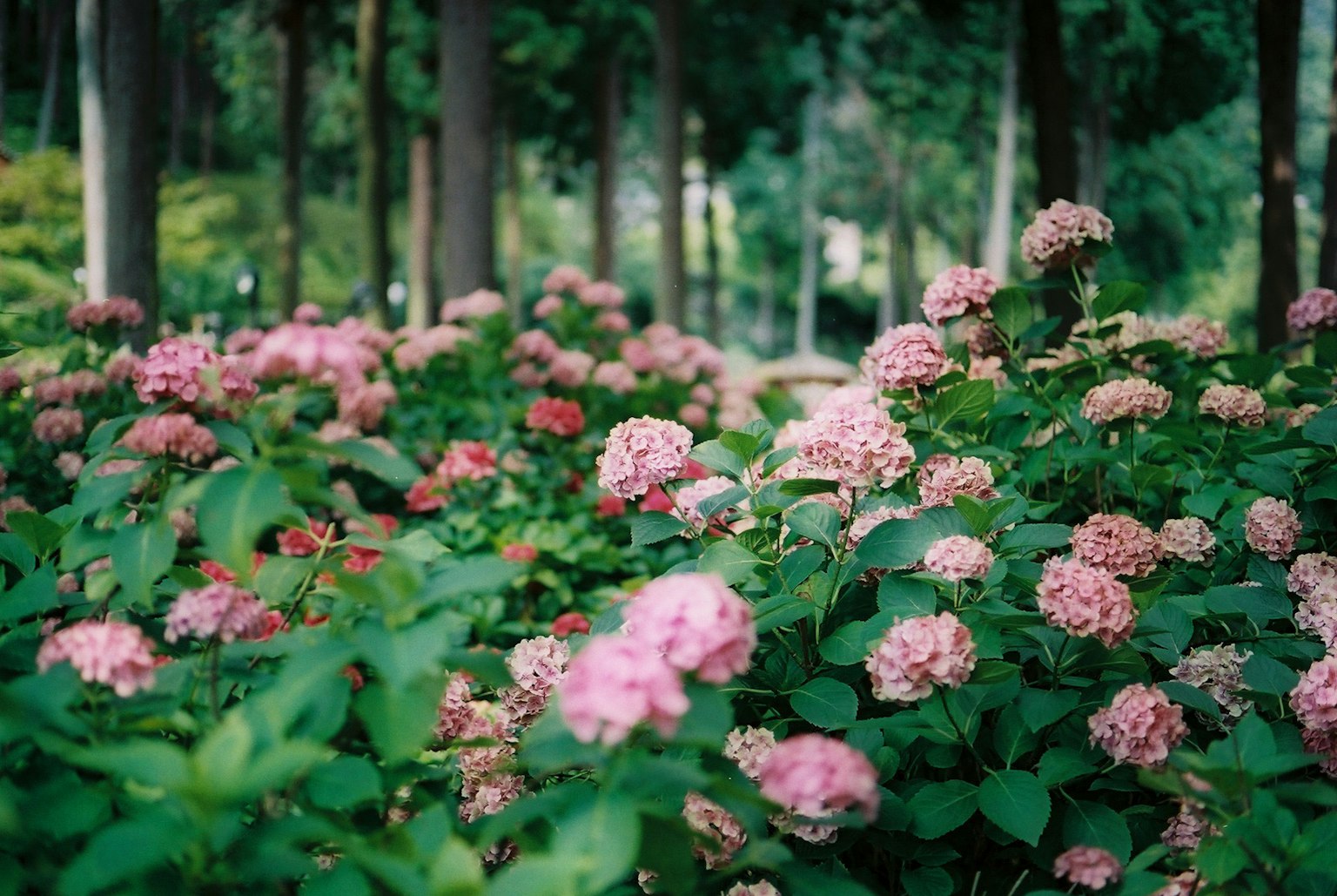 Üppige Gartenszene mit blühenden rosa Blumen, umgeben von Bäumen