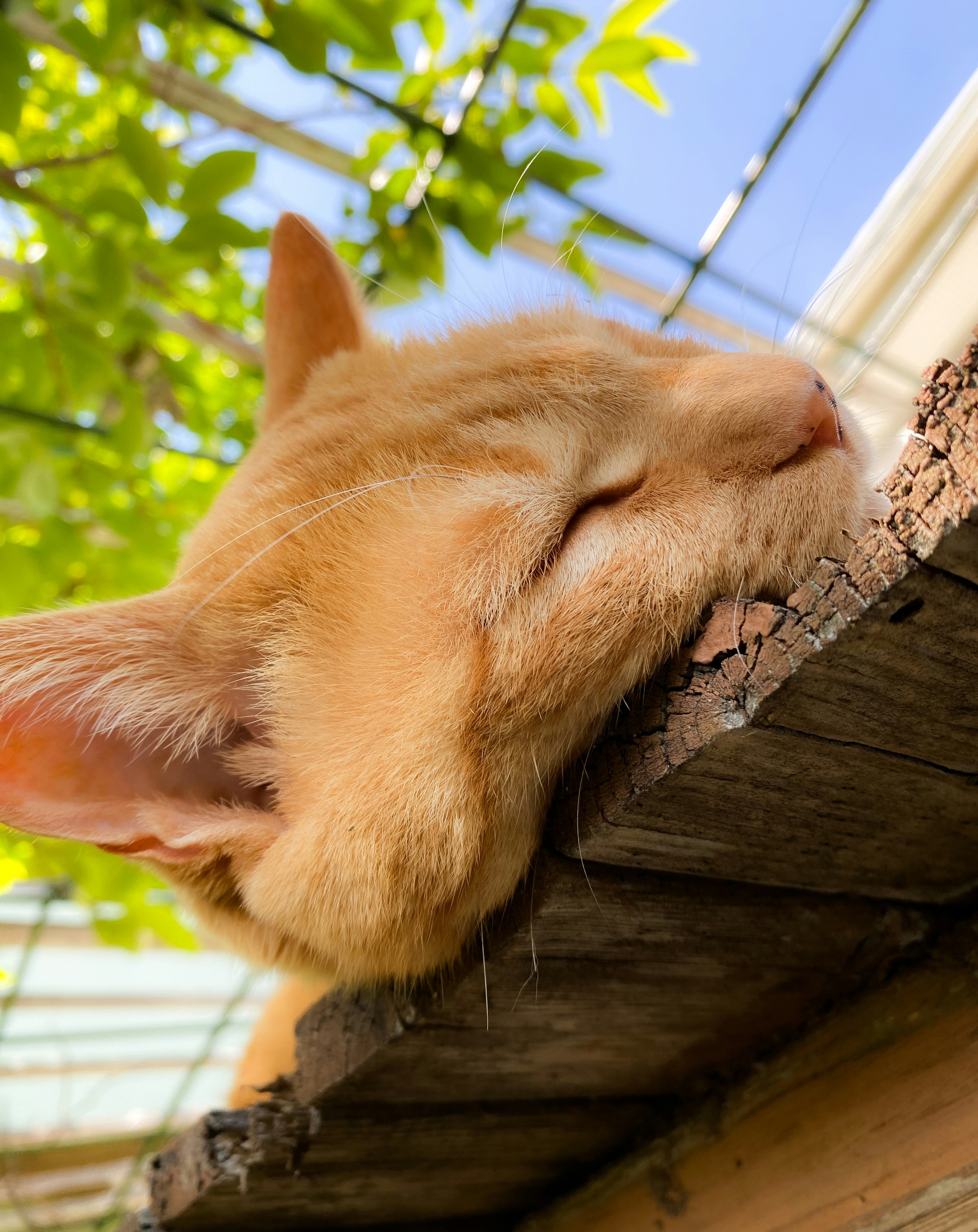 庭の木製の壁に寄りかかって気持ちよさそうに昼寝する猫
