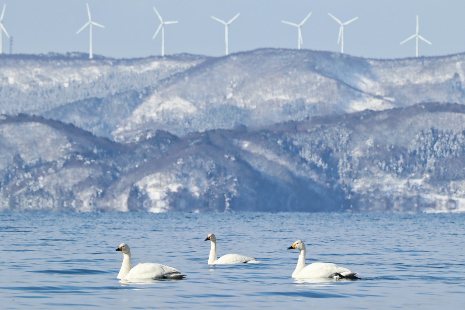 Schöne Szene von Schwänen, die auf dem Wasser schwimmen, mit Windkraftanlagen und schneebedeckten Bergen im Hintergrund