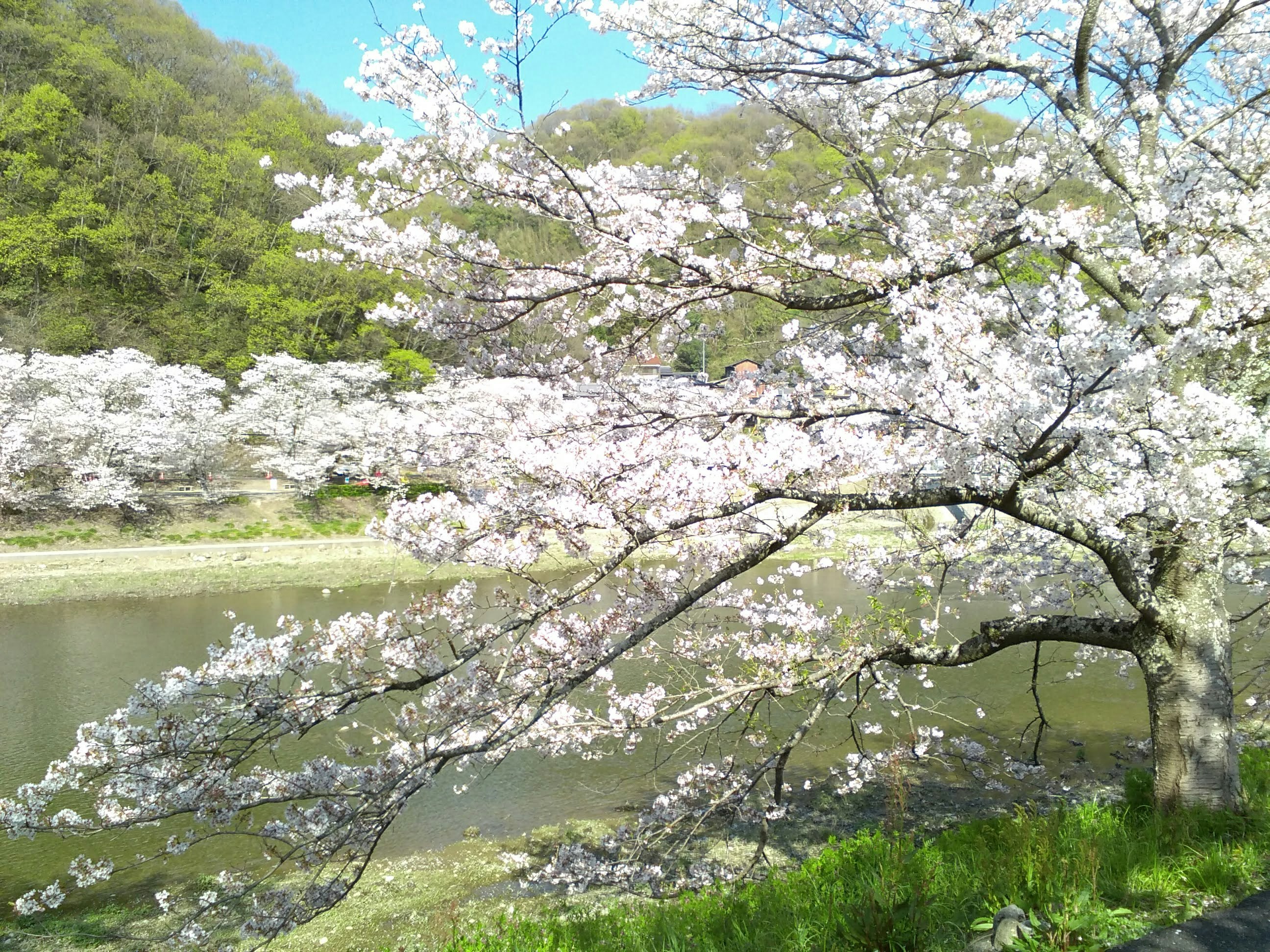 桜の木と緑の山並み、池のある春の風景