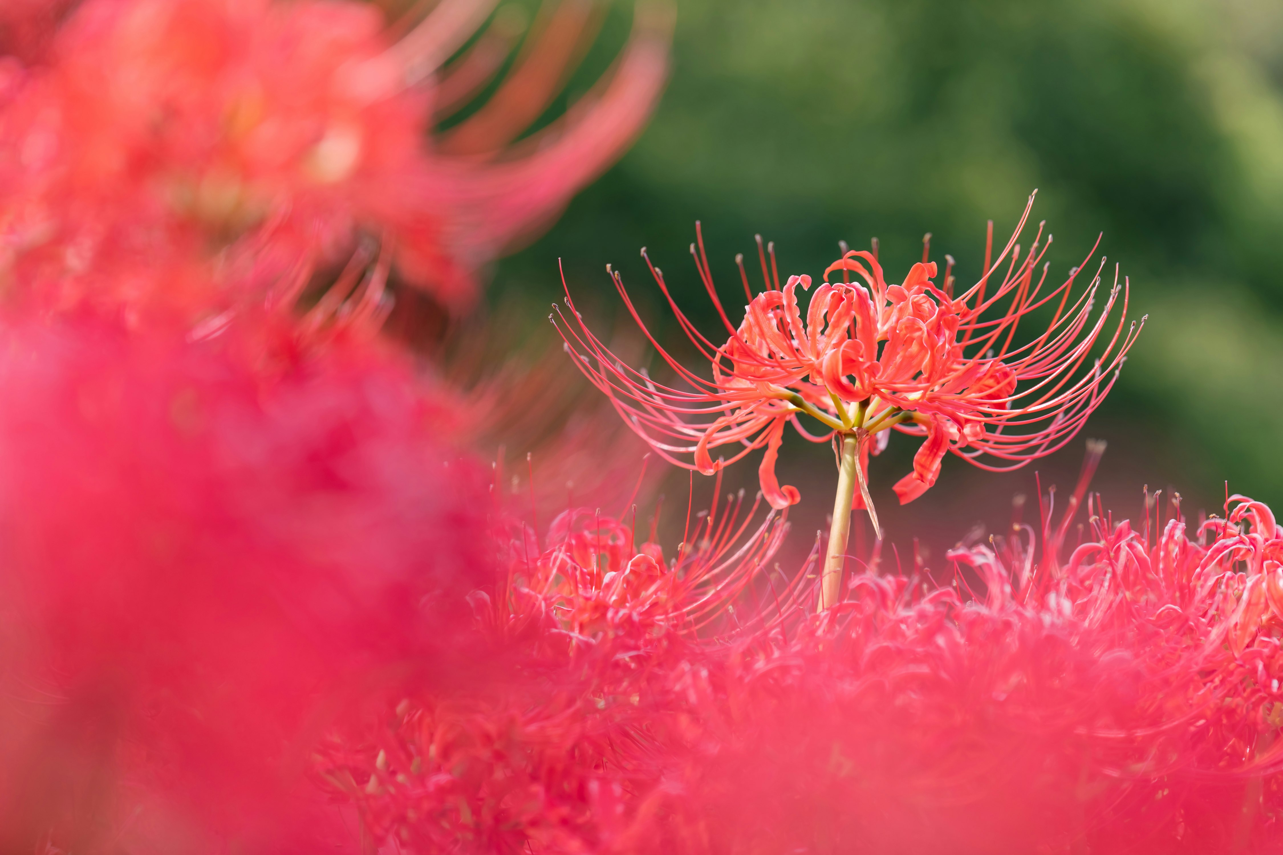 曼珠沙華（彼岸花）が咲く花畑のクローズアップ
