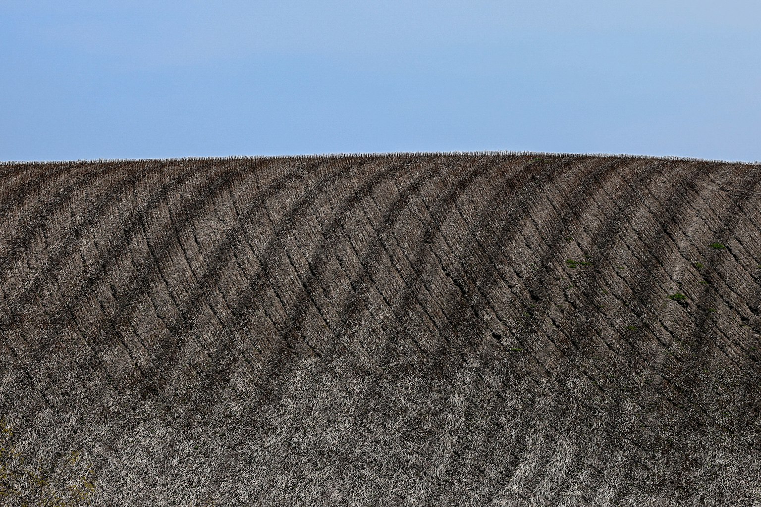 Wavy cultivated land under a blue sky