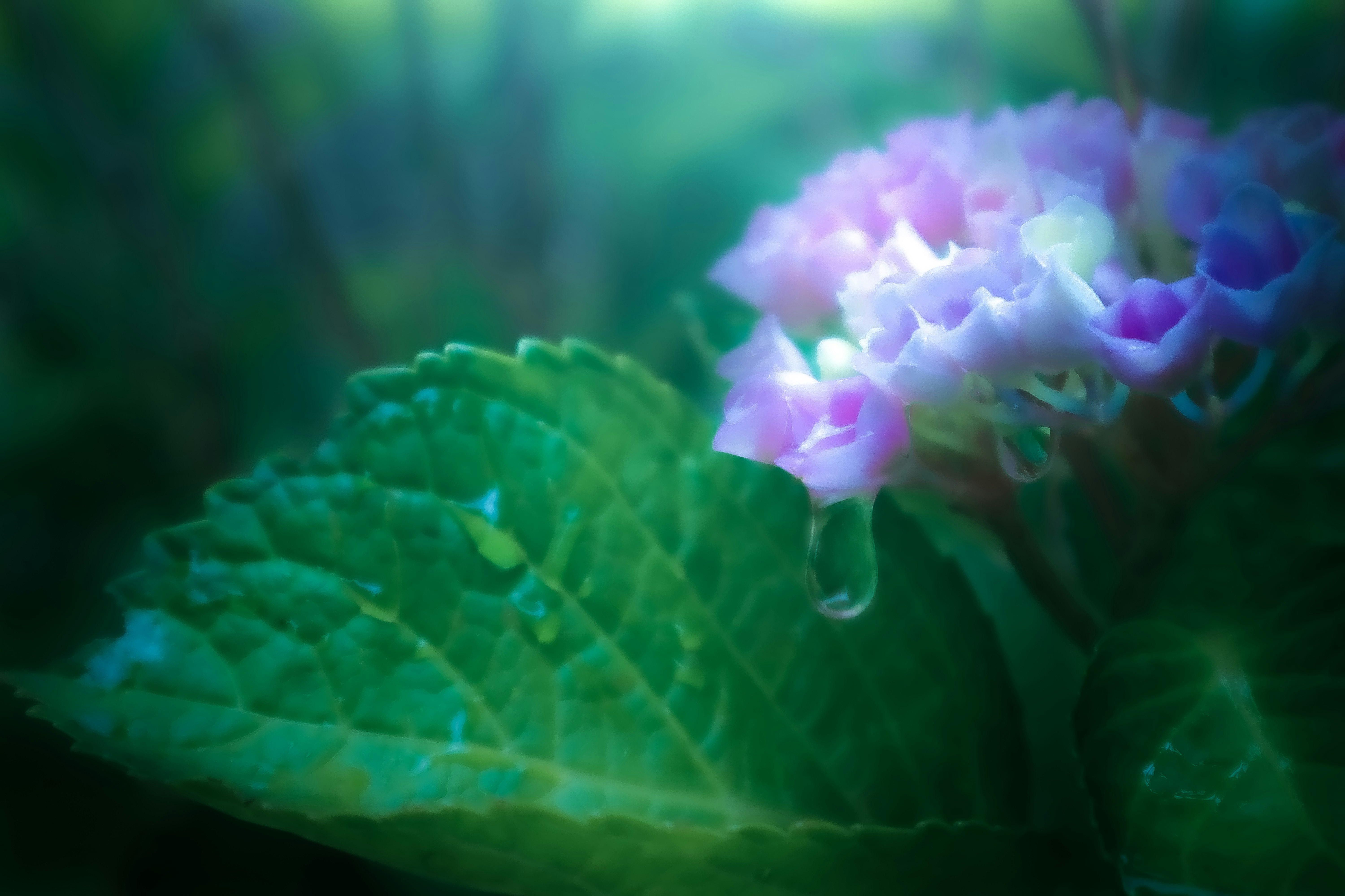 雨上がりの紫陽花に残る雫のクローズアップ