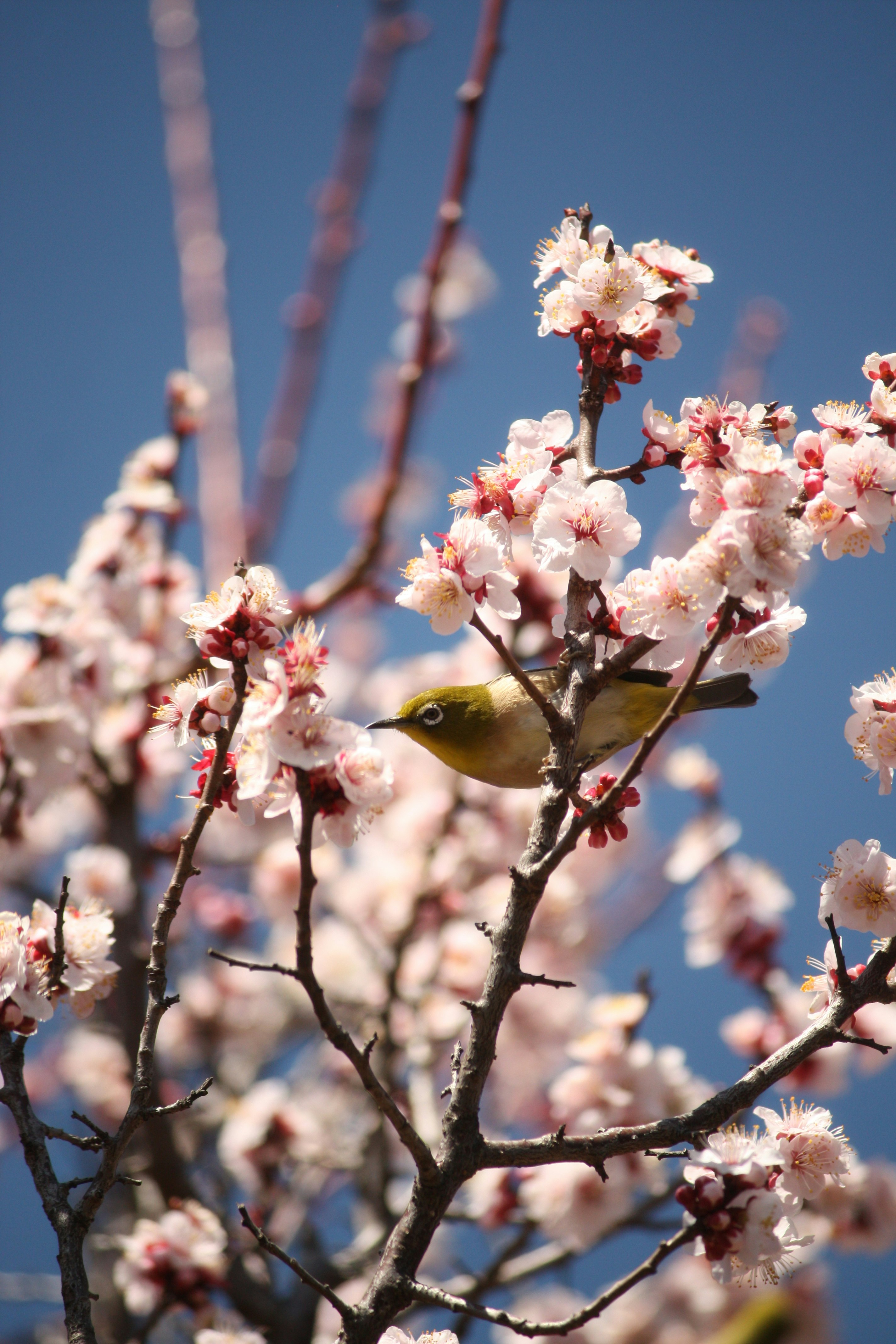 青空に咲く春の桜の枝と小鳥