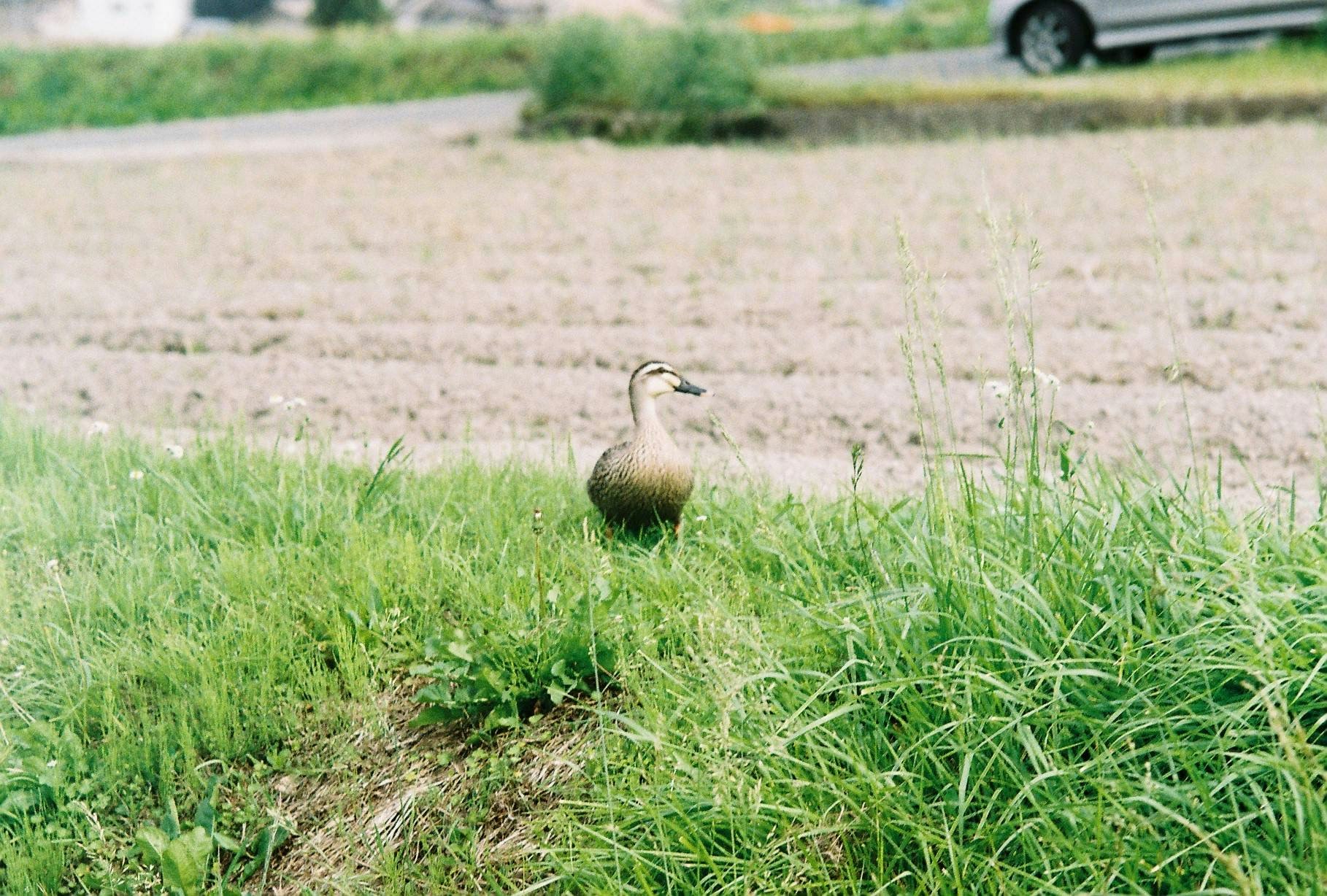 草地に佇む鳥