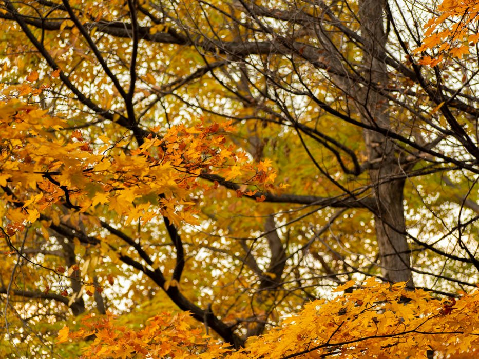 Herbstlaub und Baumzweige unter einer farbenfrohen Baumkrone