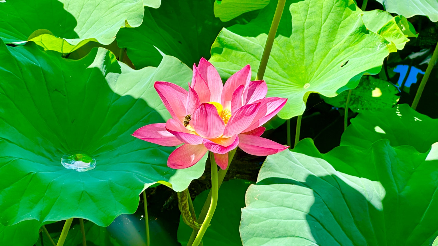 Flor de loto rosa floreciendo entre hojas verdes