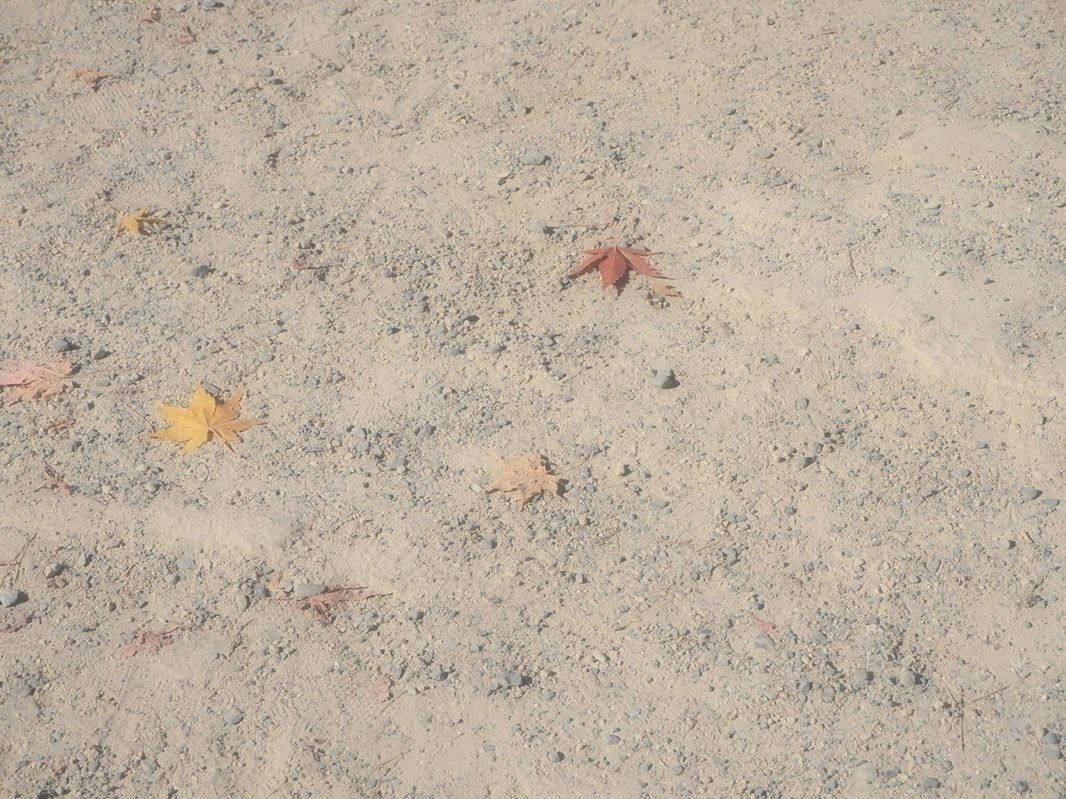 Una superficie sabbiosa cosparsa di foglie rosse e gialle