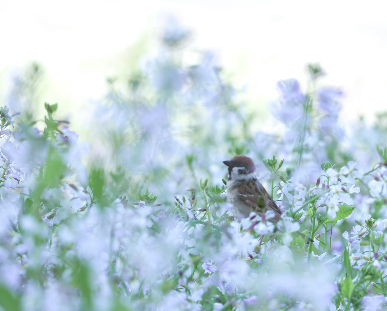 Un pájaro pequeño entre flores azules en un paisaje de colores suaves