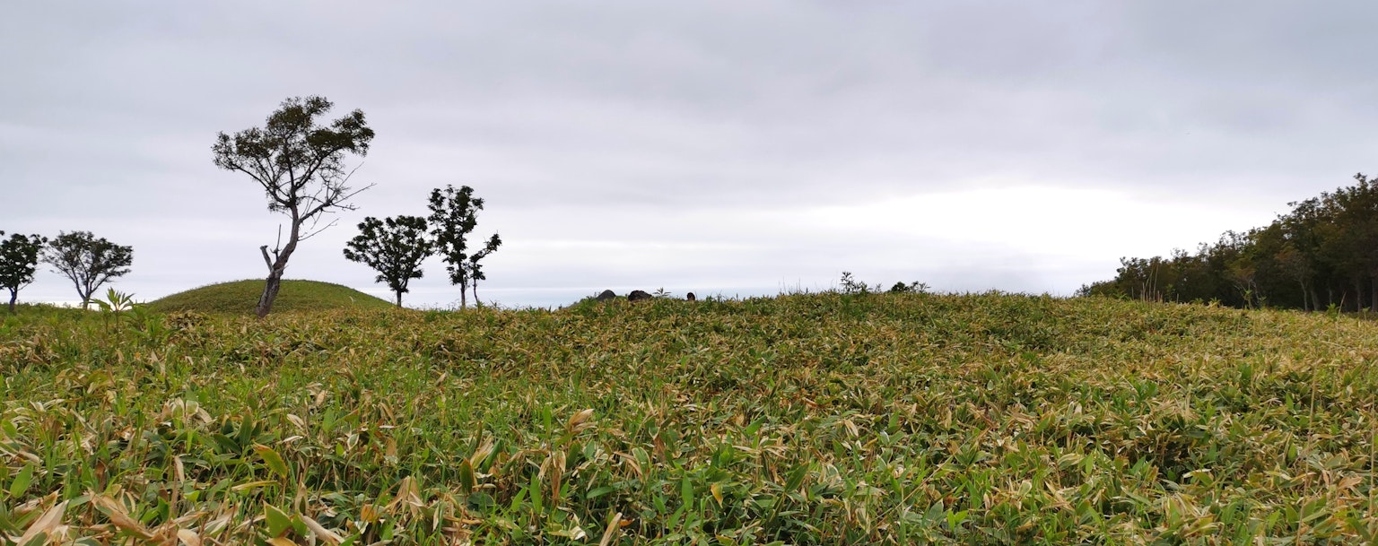 Pradera verde exuberante con árboles dispersos bajo un cielo nublado