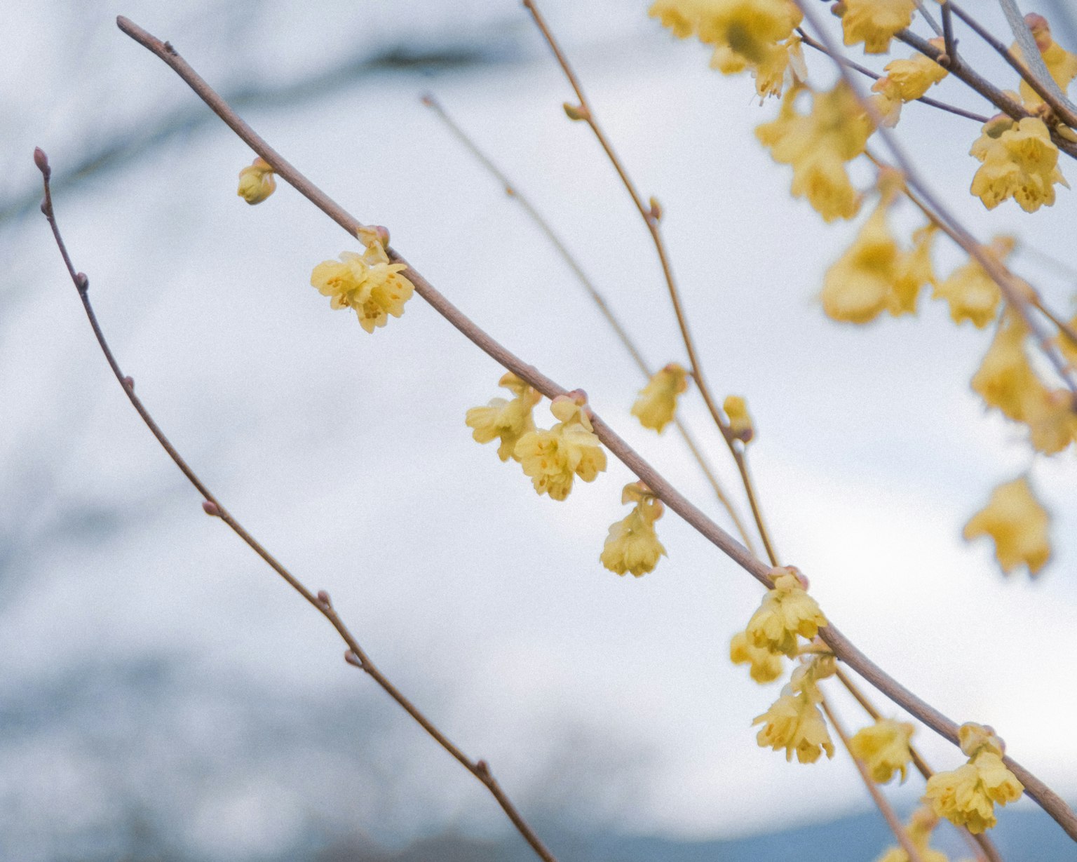Ramas con flores amarillas bajo un cielo suave