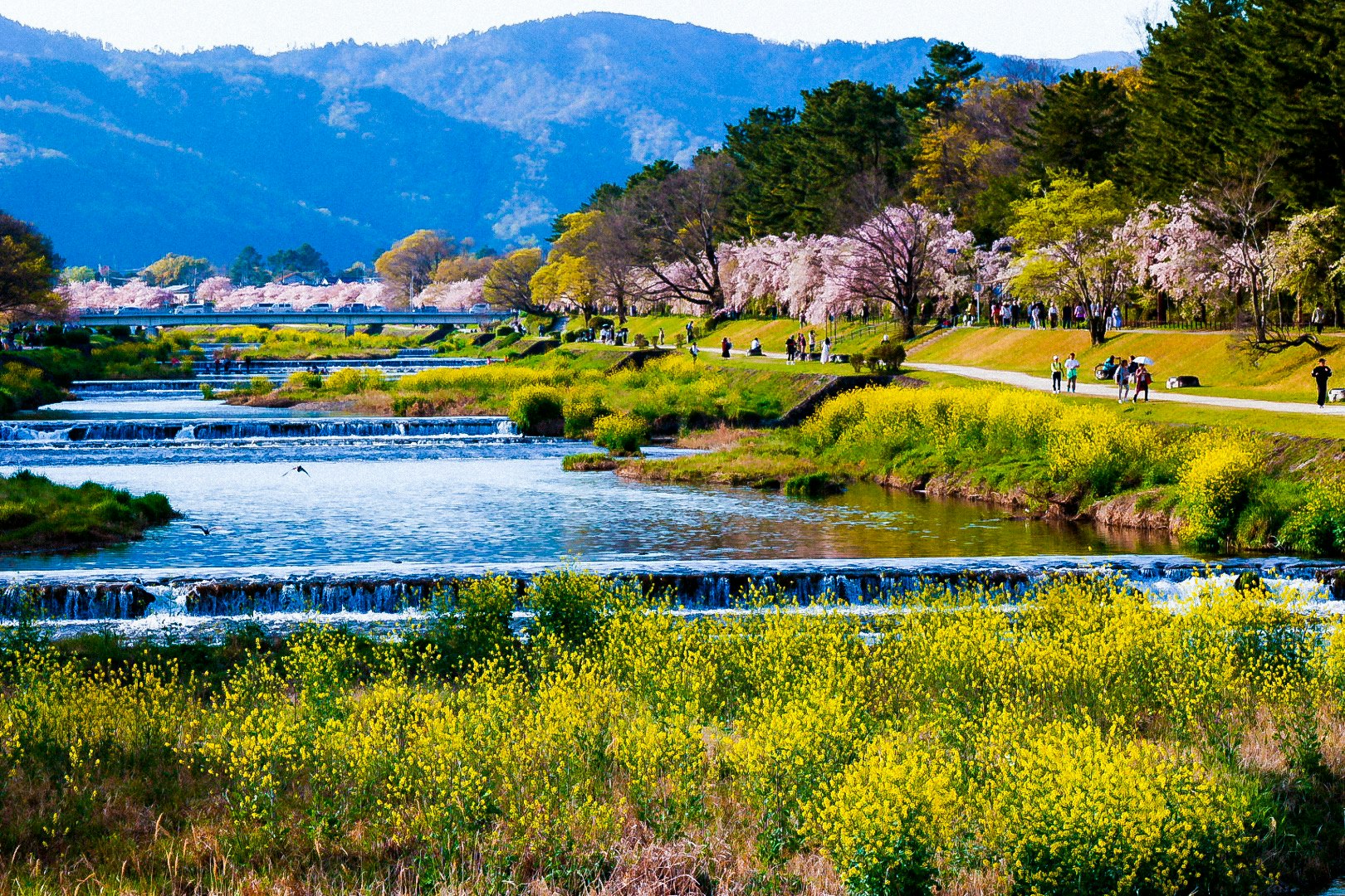 京都の川沿いに咲く桜と菜の花の景色