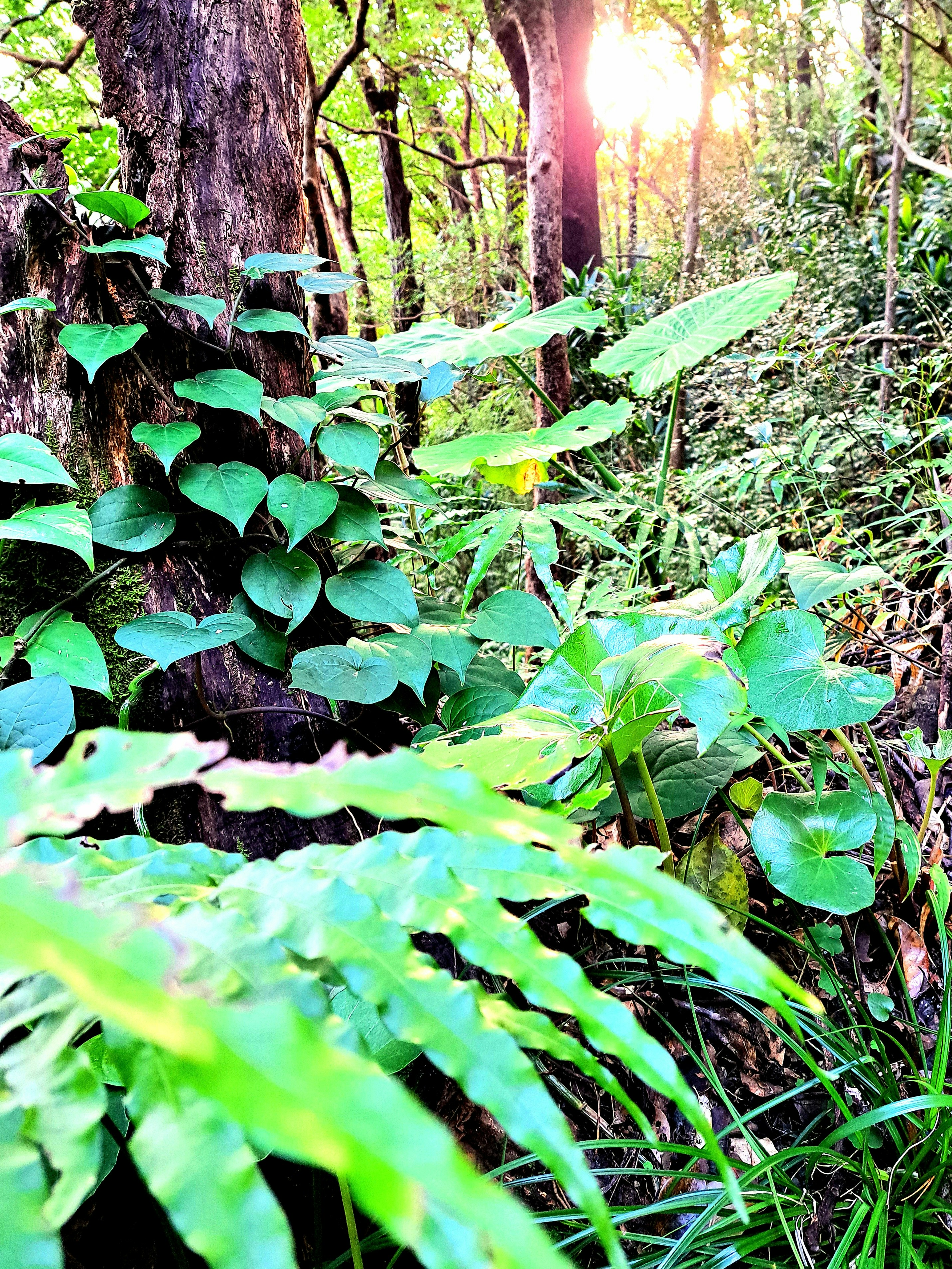 pavimento di una foresta verde con tronco d’albero e foglie sovrapposte