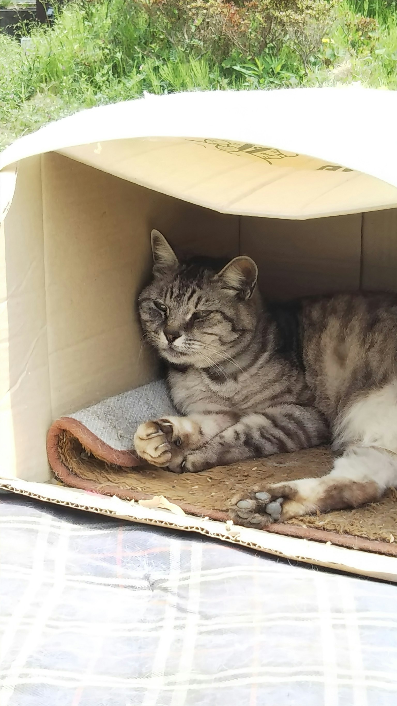 A cat relaxing inside a cardboard box