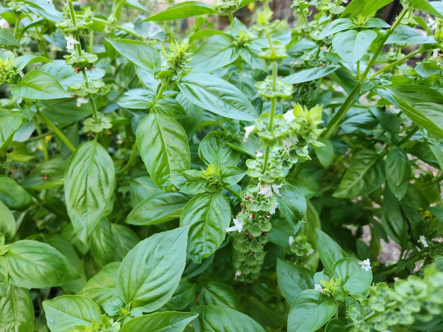 Lush green basil leaves with flowering tops
