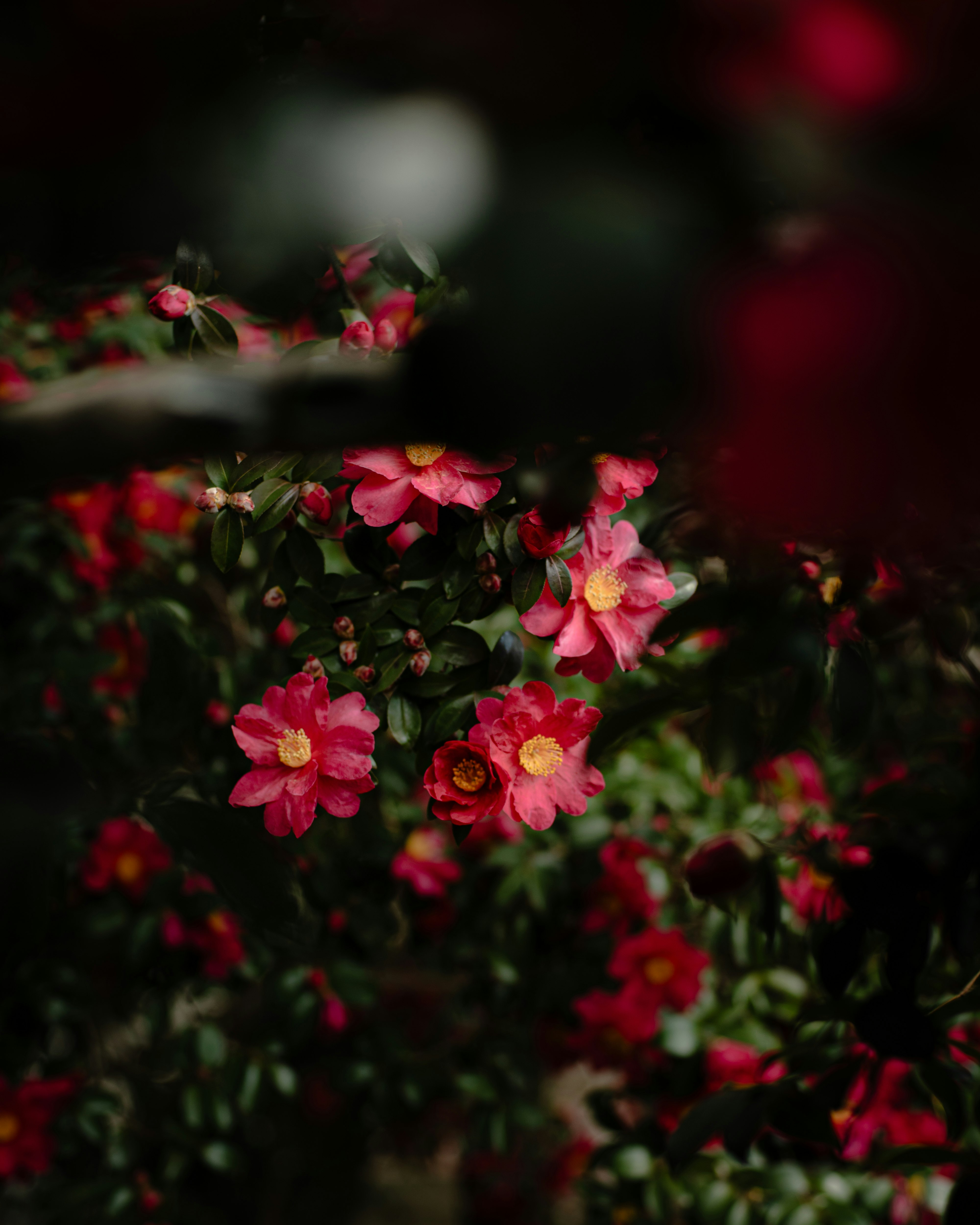 赤い山茶花の花とつぼみが咲くボケのある花畑