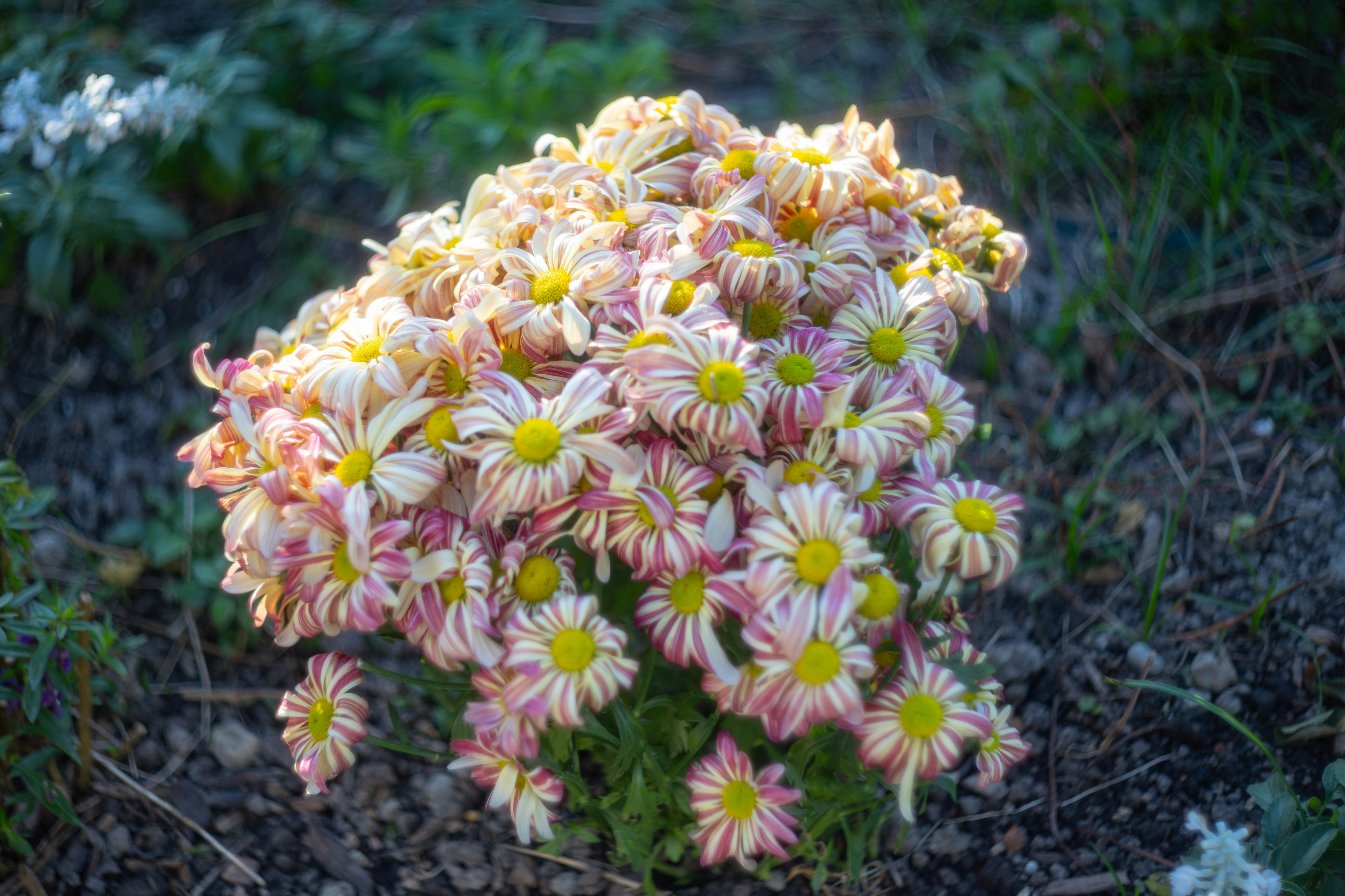 花壇の小さな花束のように咲く色とりどりの花