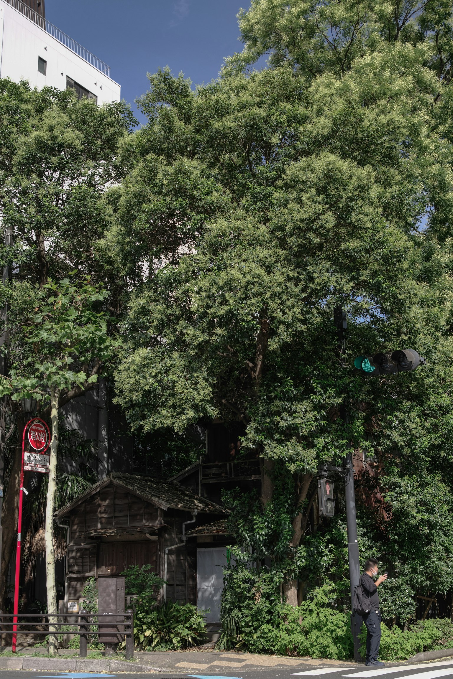 街道景觀，特徵是大樹和小棚屋