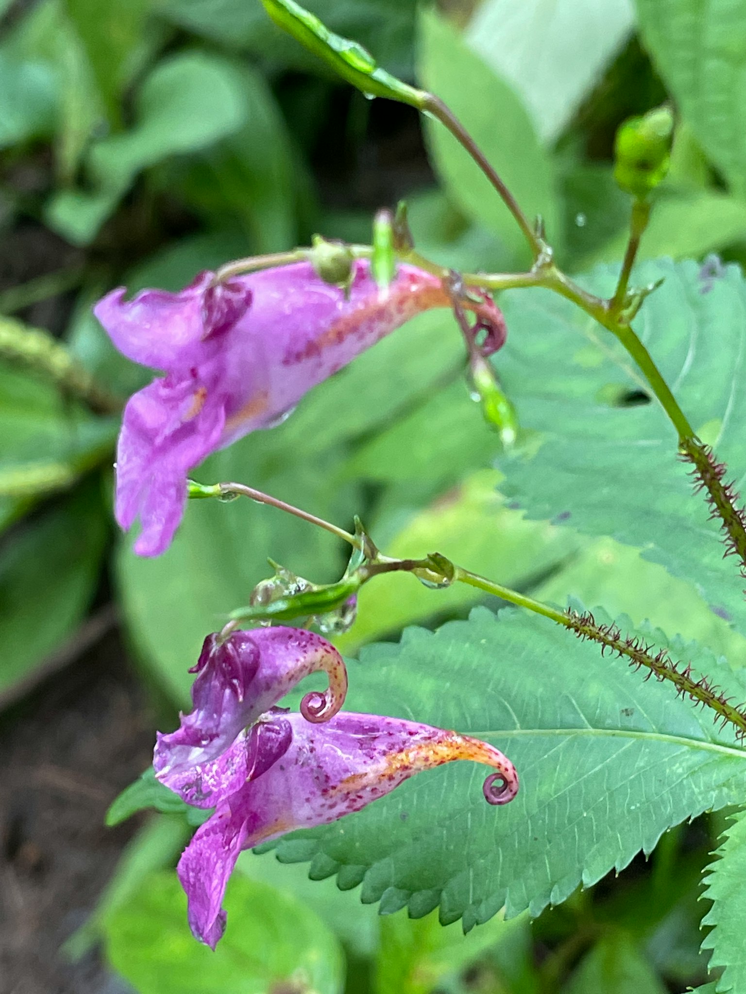 Close-up of purple flowers and green leaves of a plant