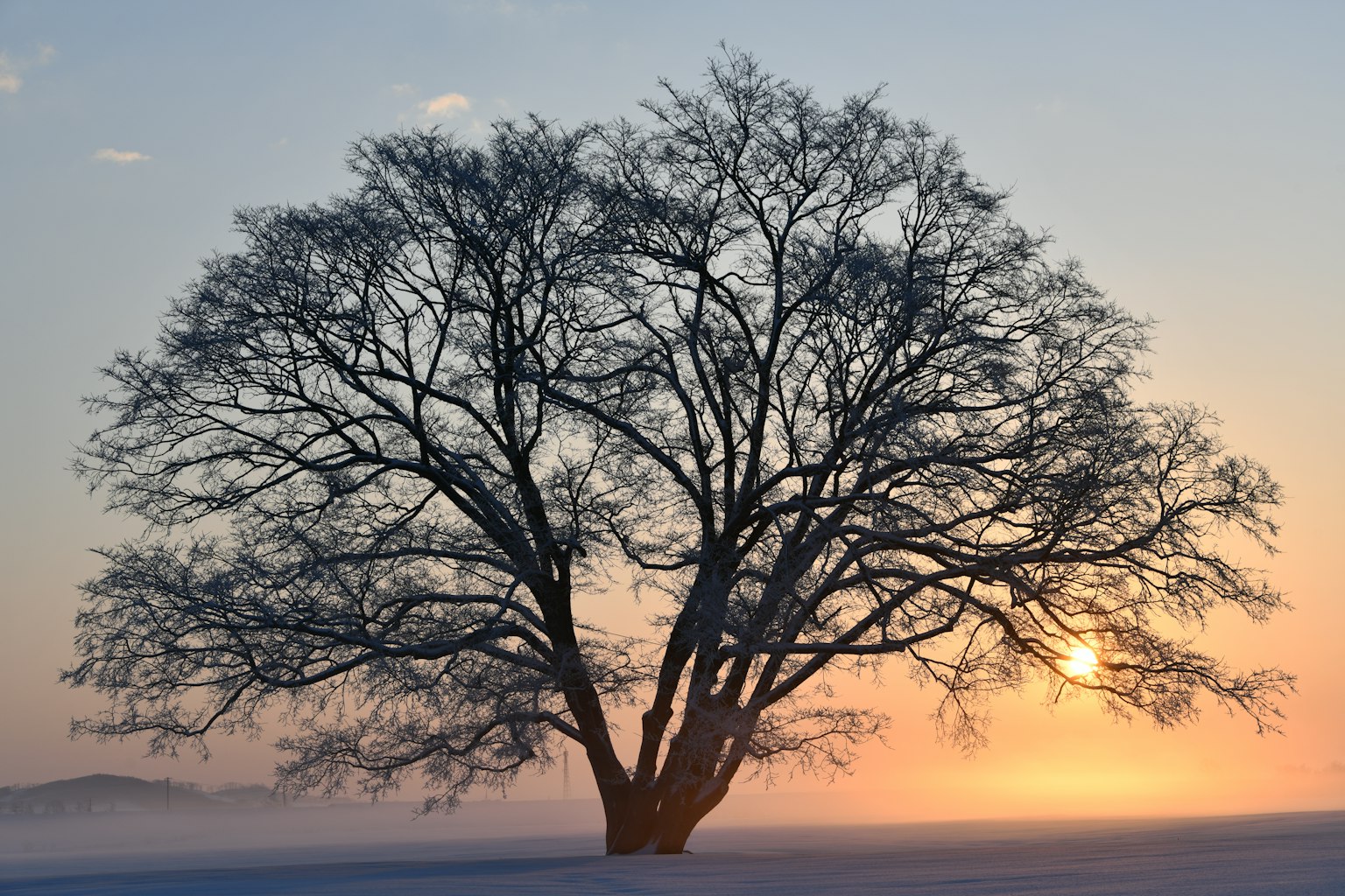 Silueta de un árbol contra un cielo naranja durante el atardecer invernal