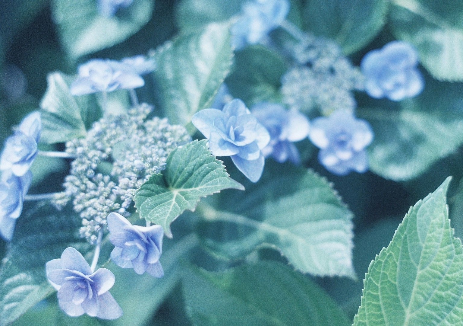 特写蓝色花朵和绿色叶子的植物