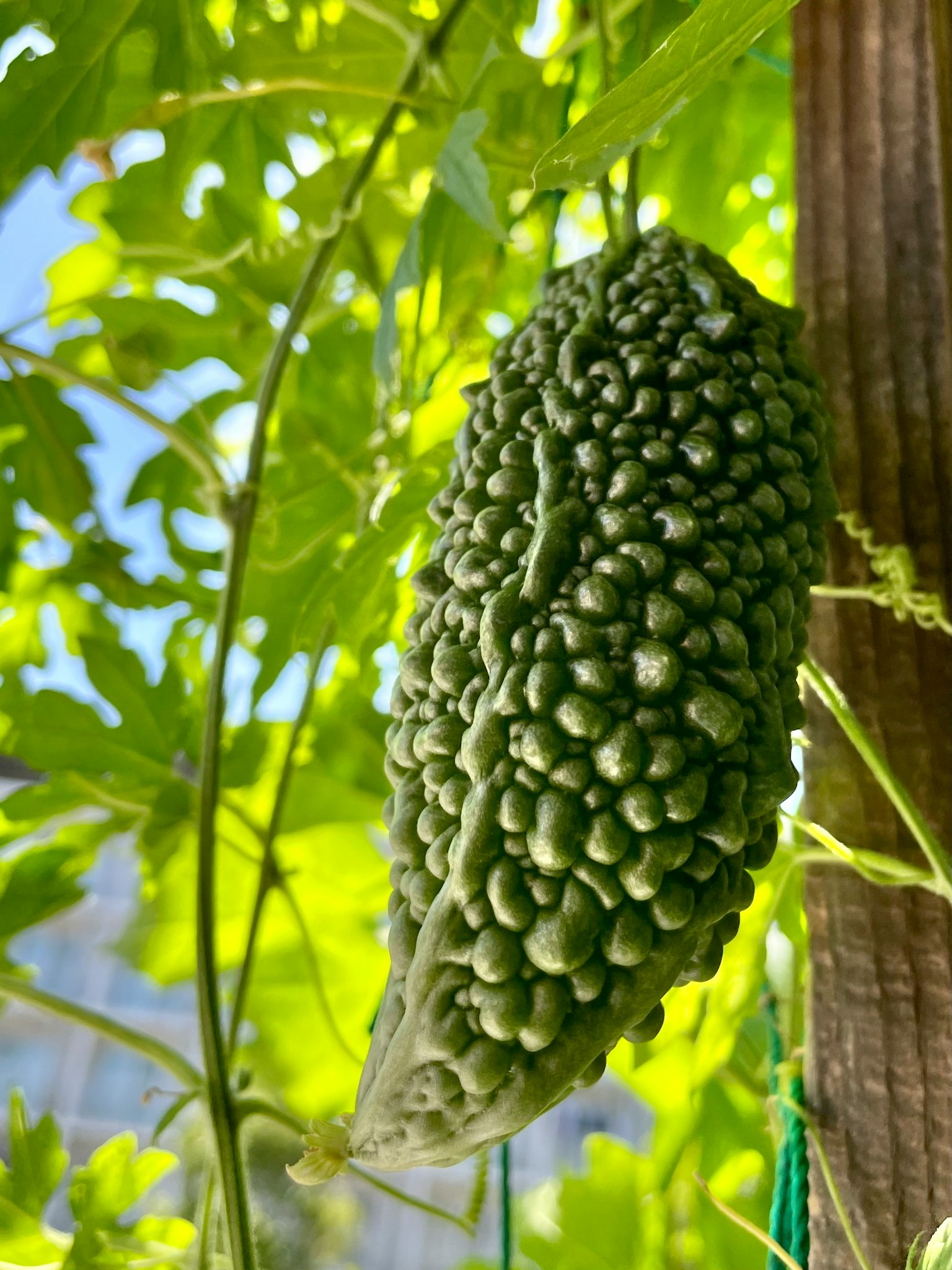 Un melone amaro verde appeso tra le foglie