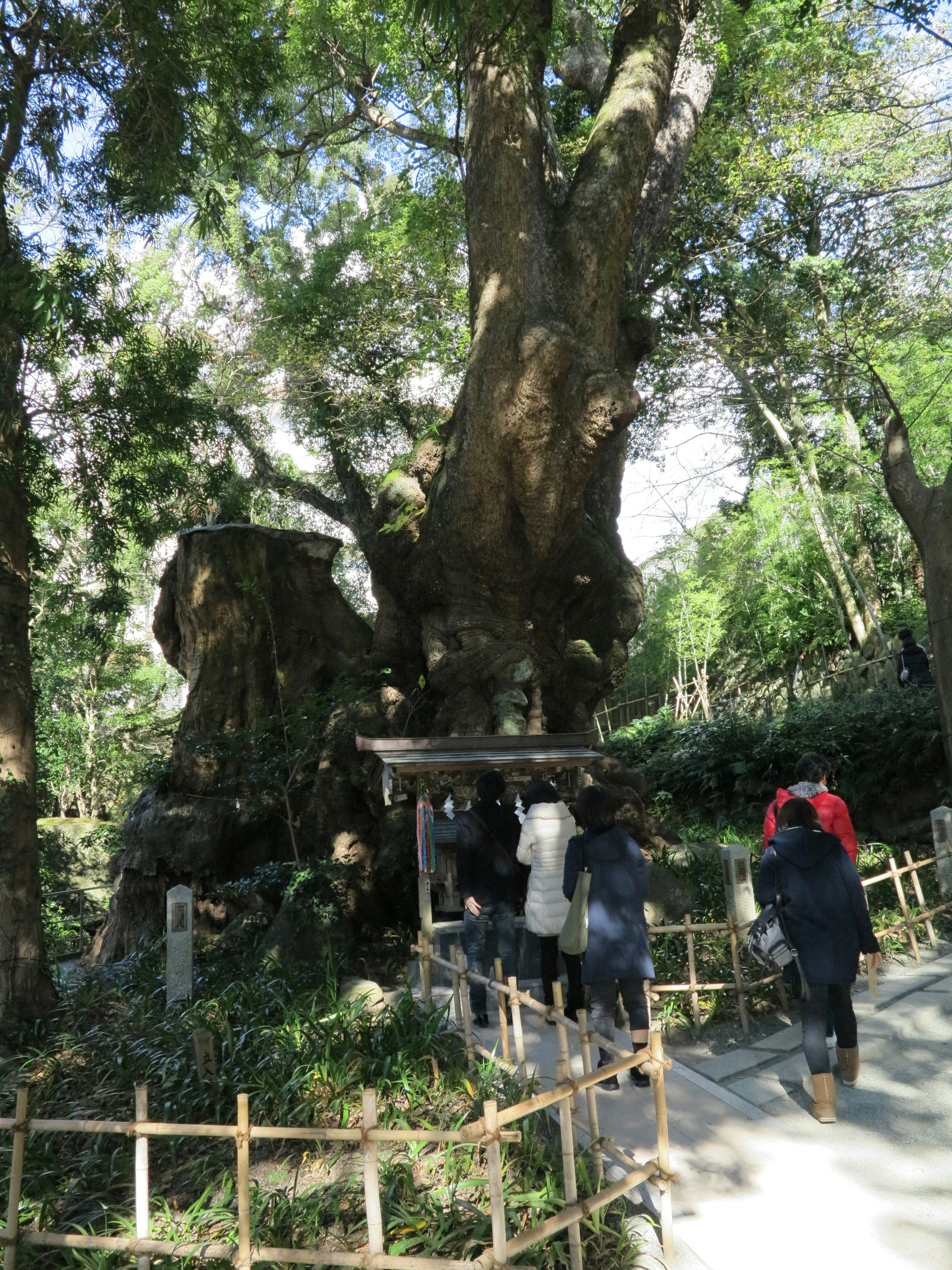 大树根部的石制小祠与林间小路