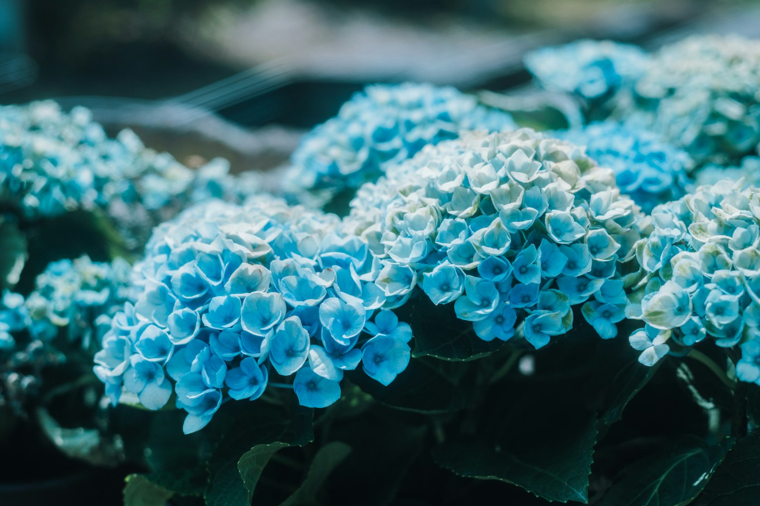 Schönes Bild von blauen Hortensienblüten in voller Blüte