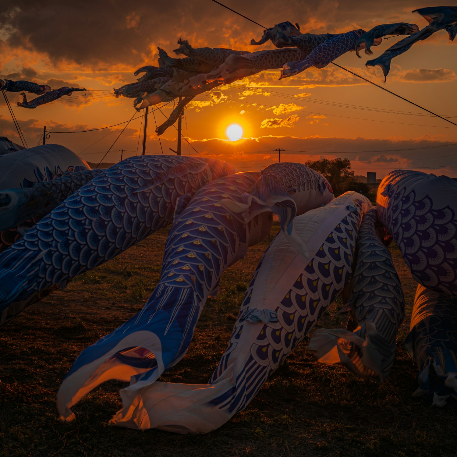 夕焼け空の下で並ぶ巨大な鯉のぼり