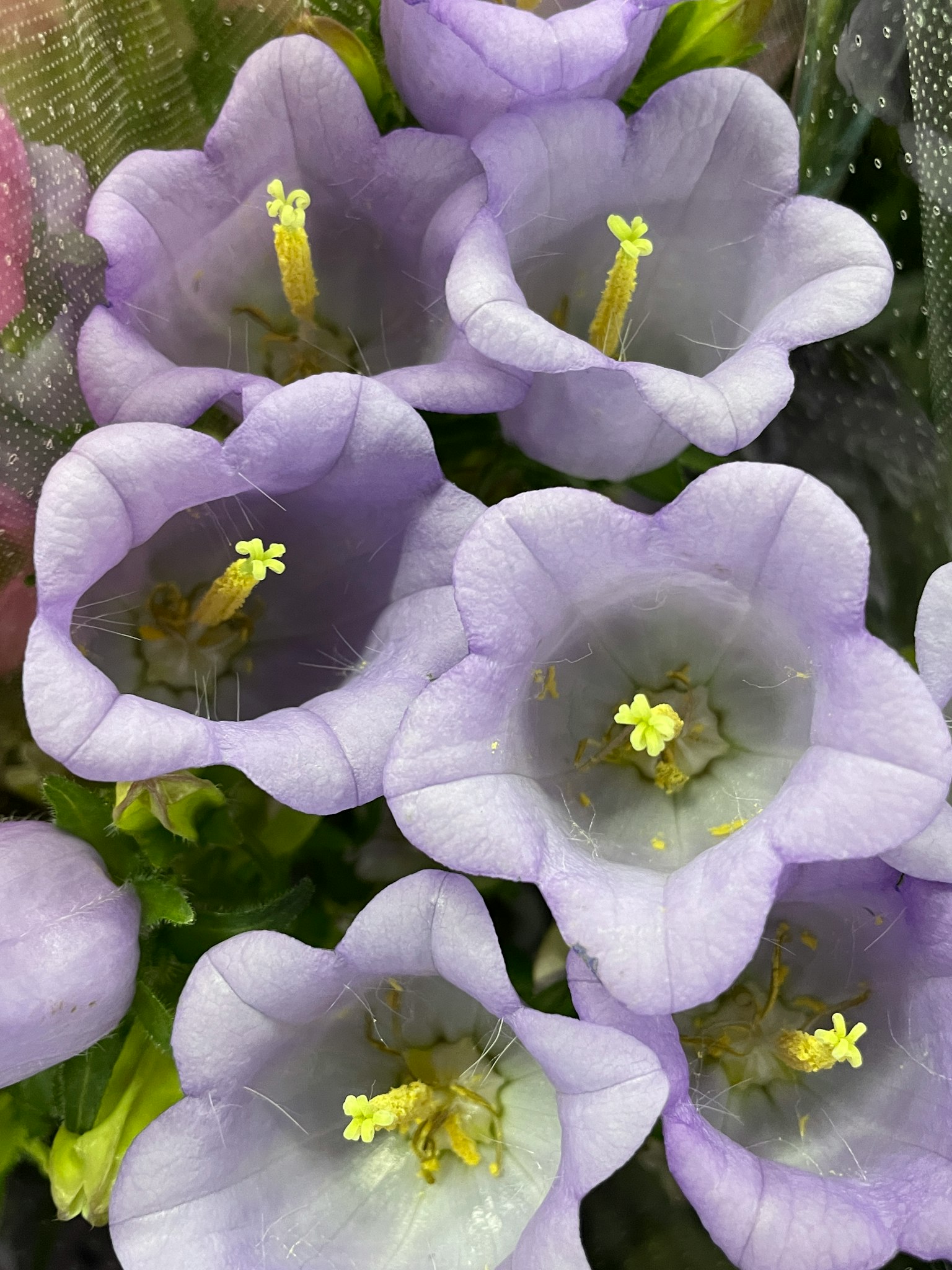 Primo piano di bellissimi fiori viola con petali delicati