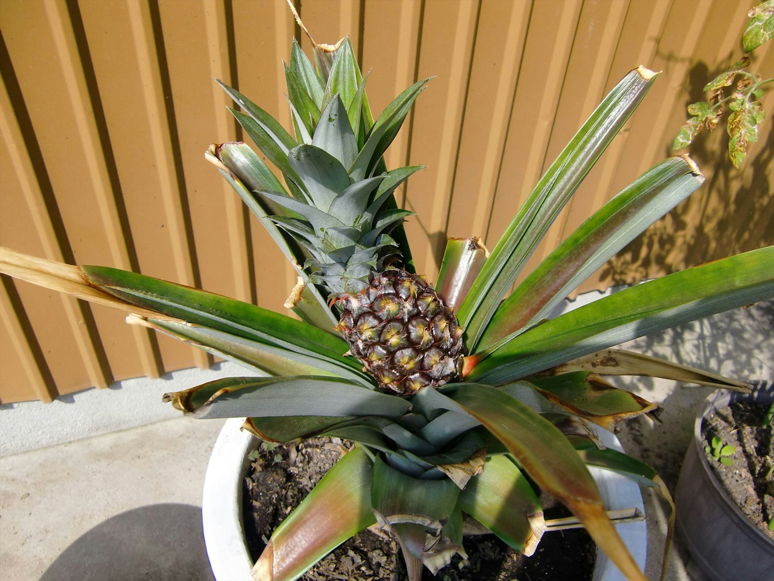 Pianta di ananas che cresce in un vaso con foglie verdi