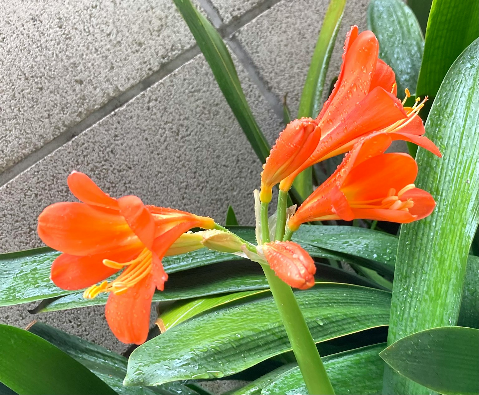 ดอกไม้สีส้มบานอยู่ท่ามกลางใบสีเขียว