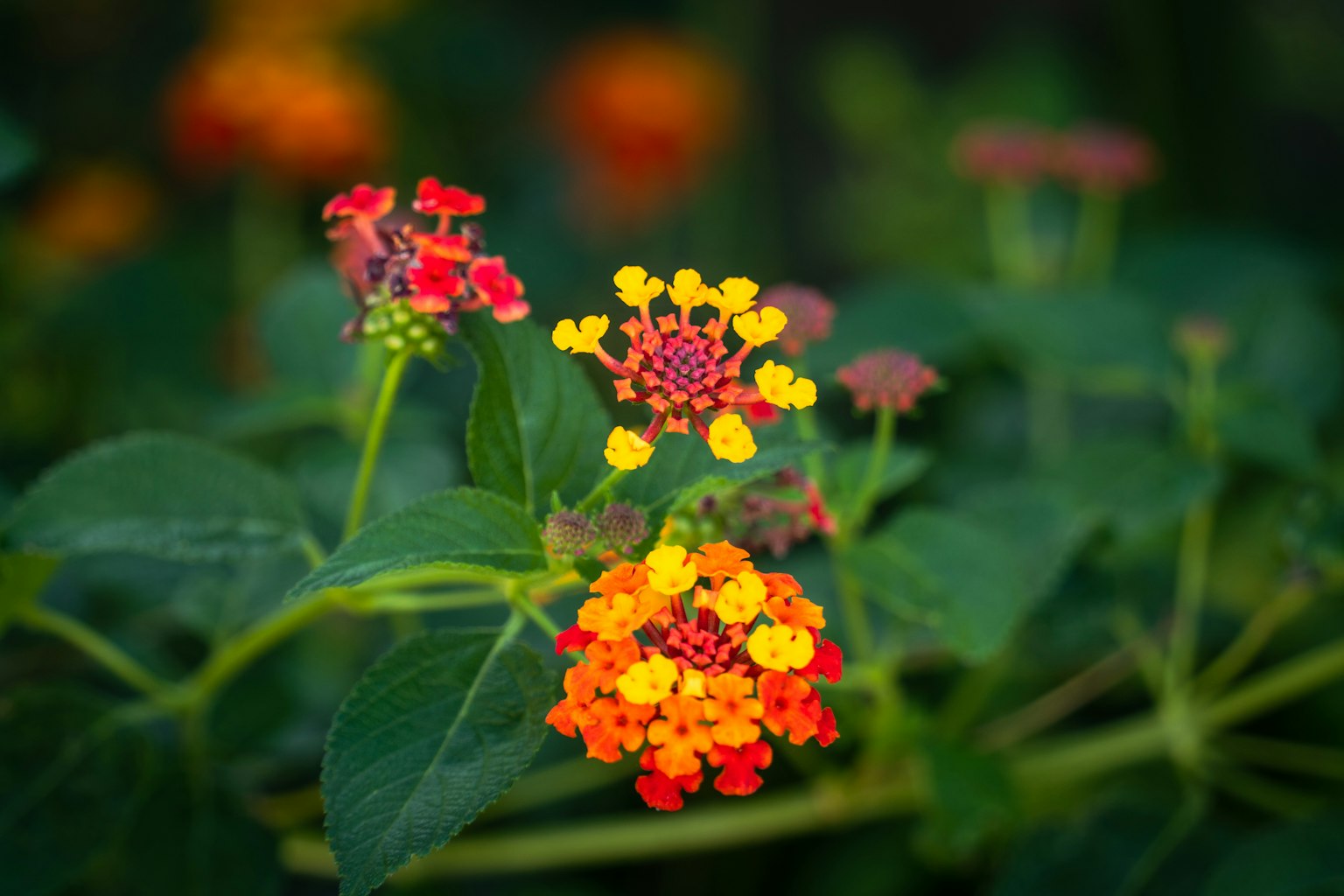 Fiori di lantana vibranti in rosso giallo e arancione su uno sfondo verde sfocato
