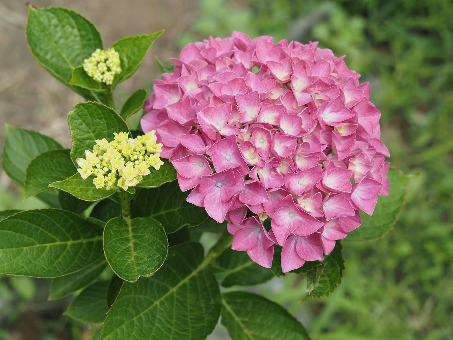 Fleur d'hortensia rose vif avec de petites fleurs jaunes