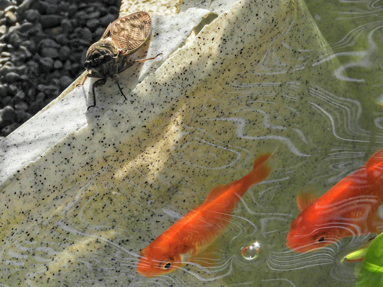 Peces dorados naranjas nadando cerca de la superficie con una cigarra posada cerca