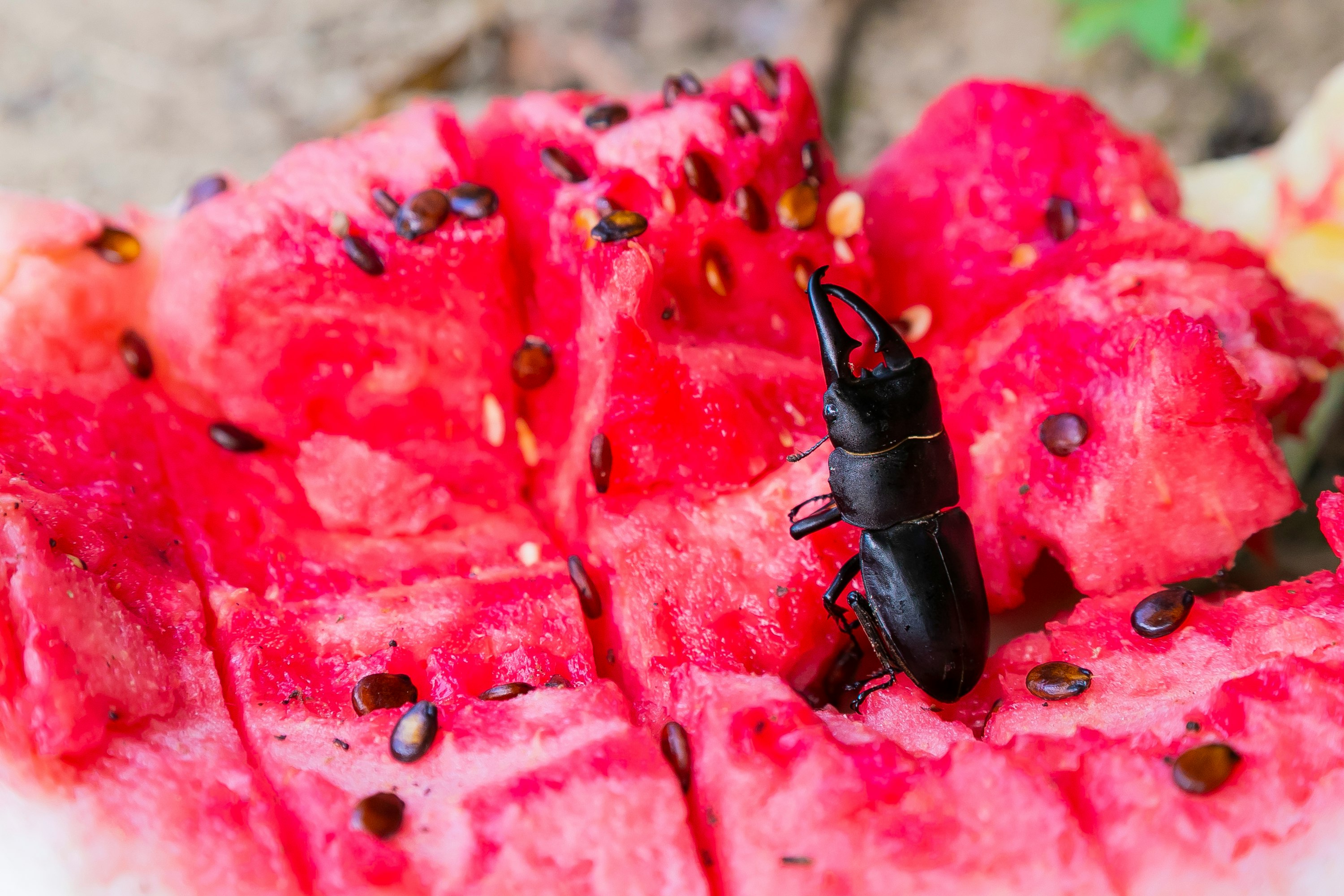 赤いスイカの果肉に集まるカブトムシ