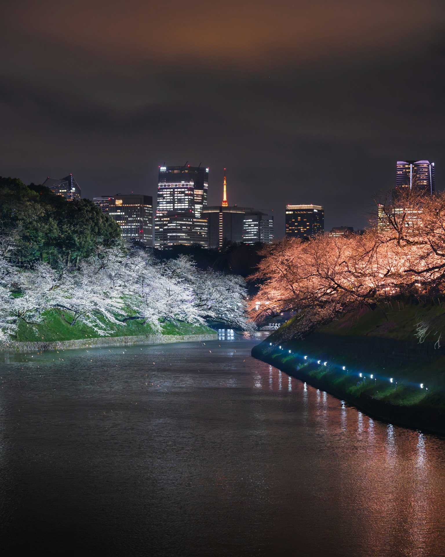 Cảnh đêm hoa anh đào và nhà chọc trời ở Tokyo