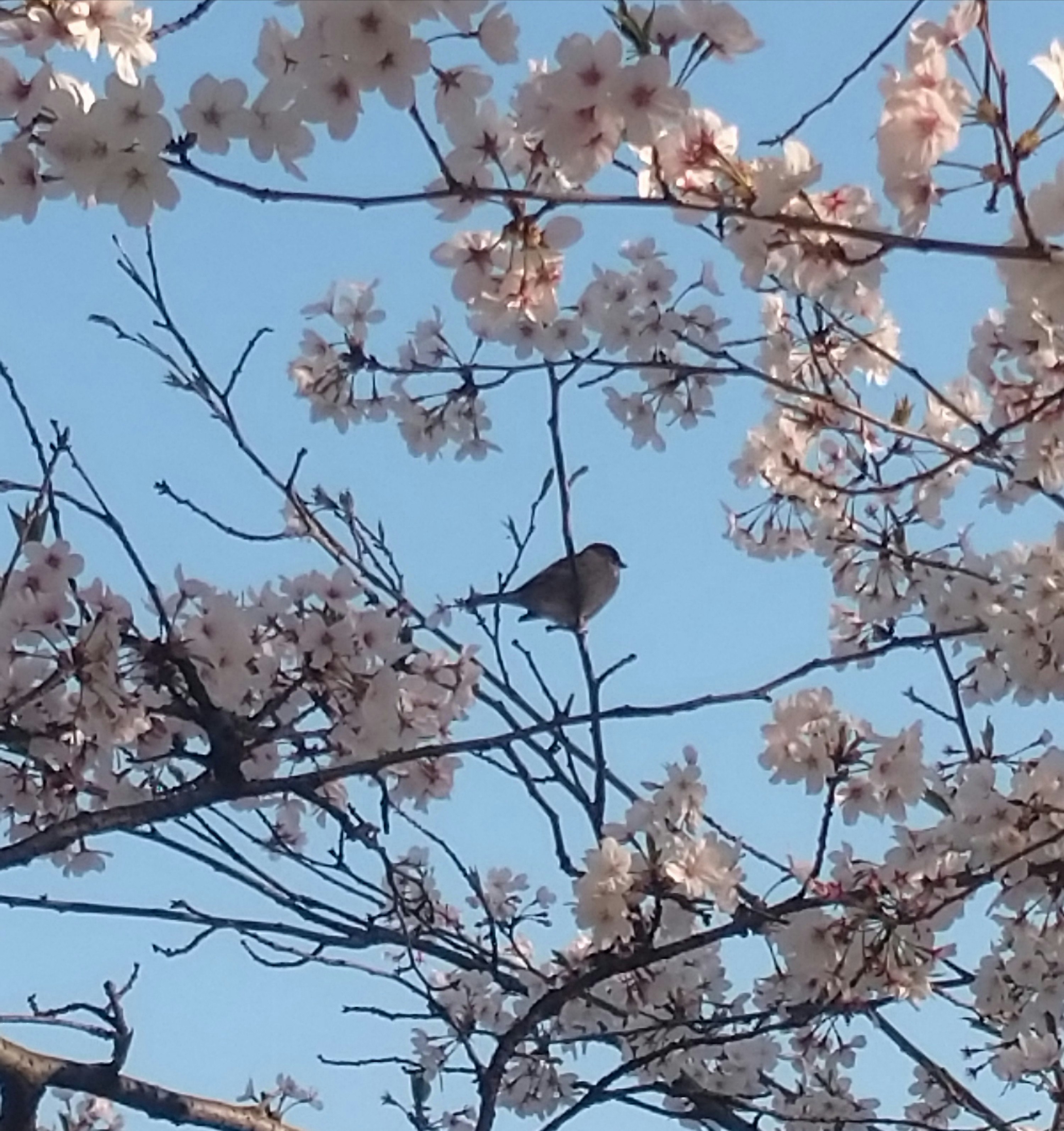 蓝天下枝头盛开的樱花