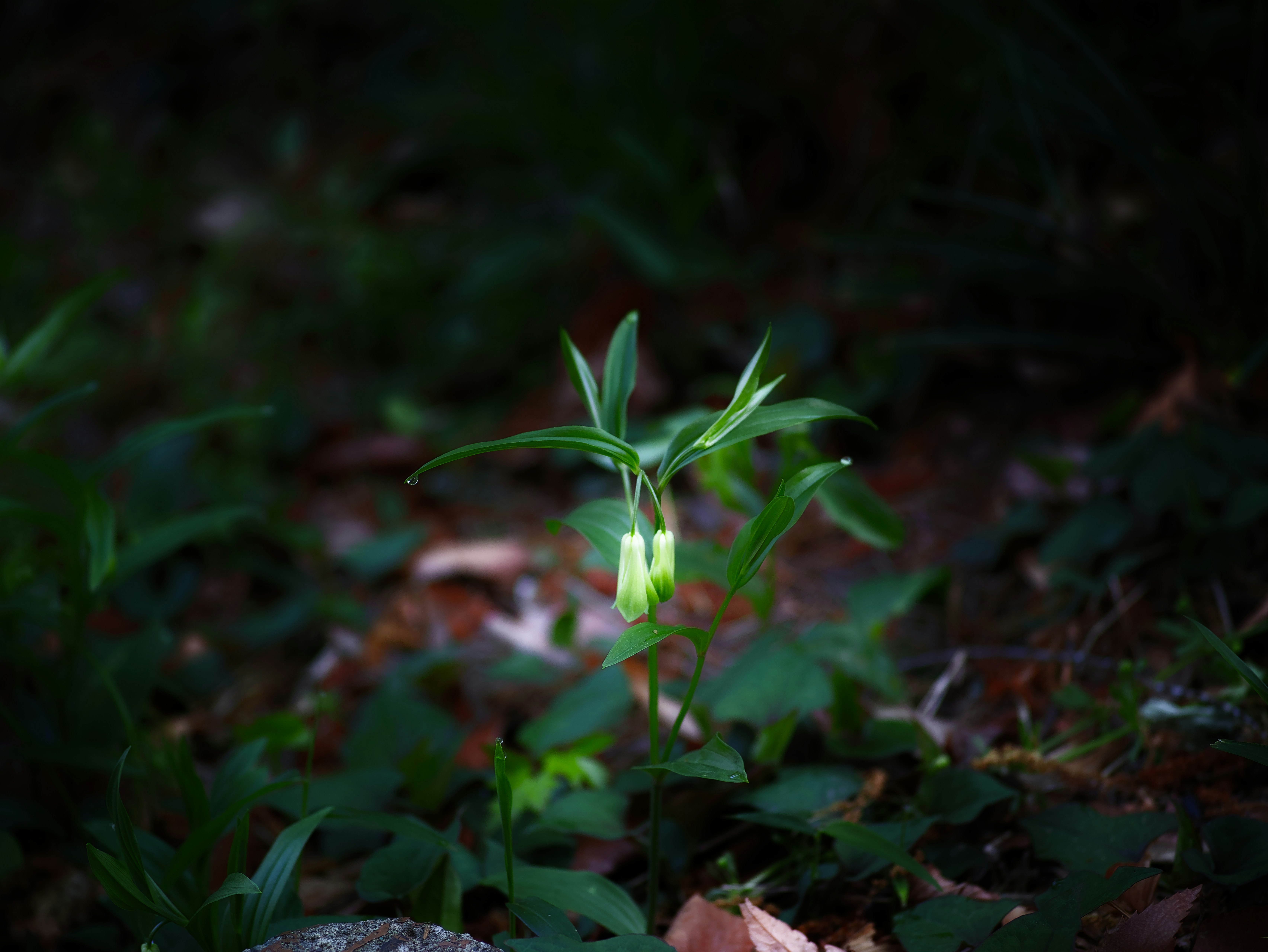 草むらの中で光を受ける小さな芽