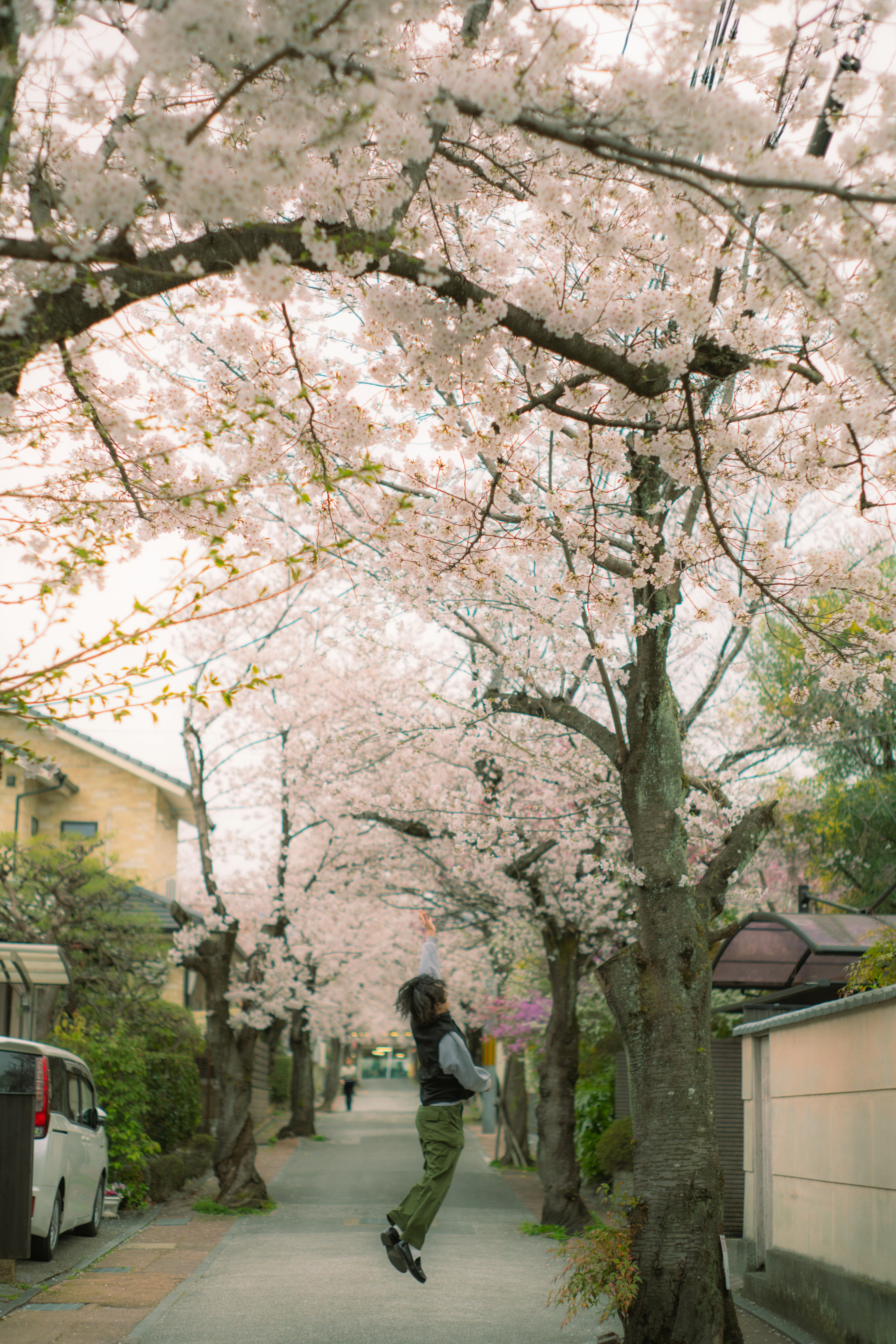 桜並木の小道を歩く人と春の景色