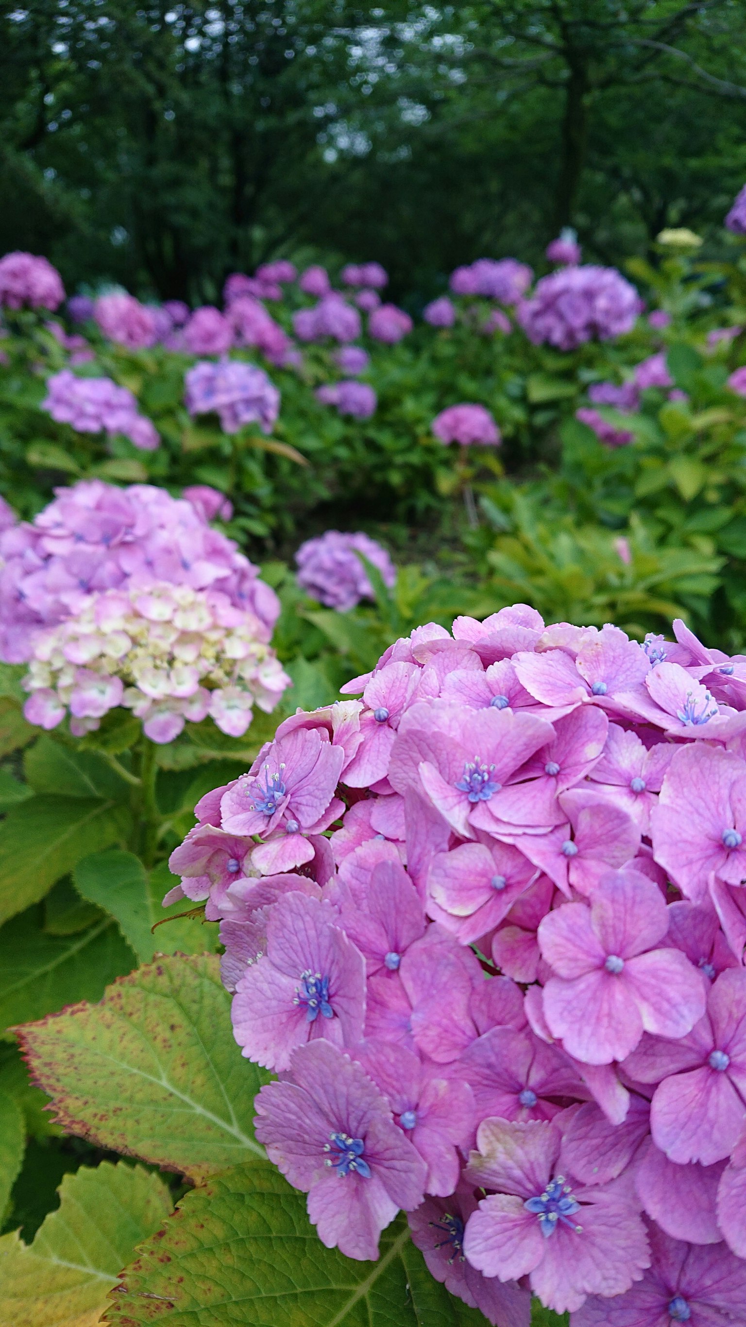 Eine lebendige Szene von lila Hortensienblüten in einem Garten