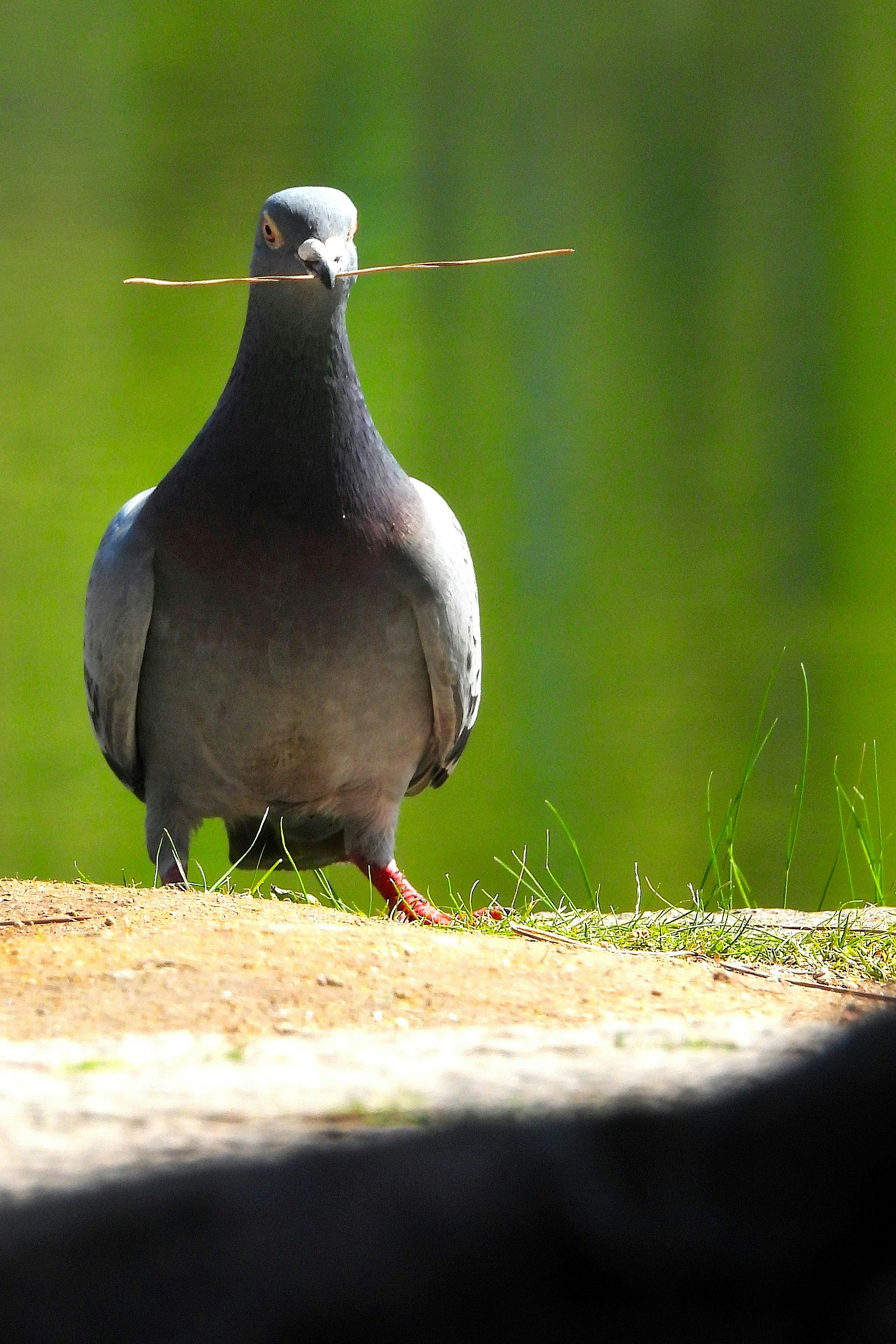 草地に立つ鳩