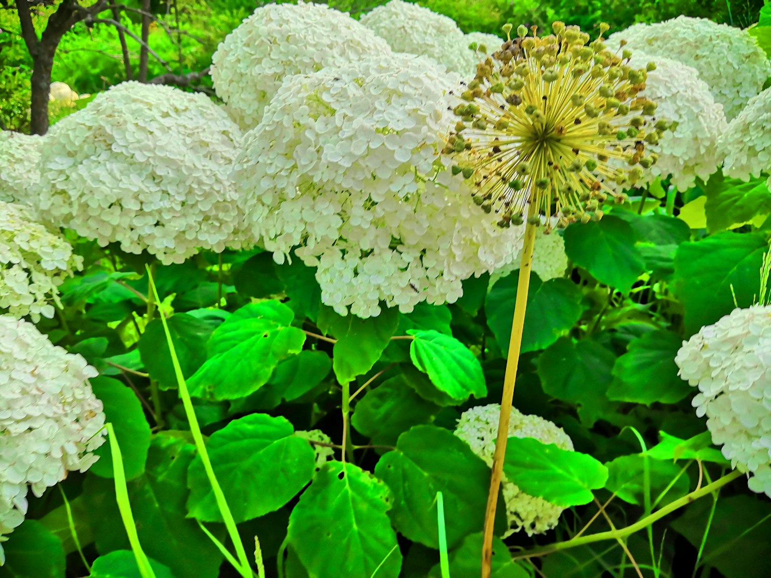 White hydrangeas with lush green leaves in the background