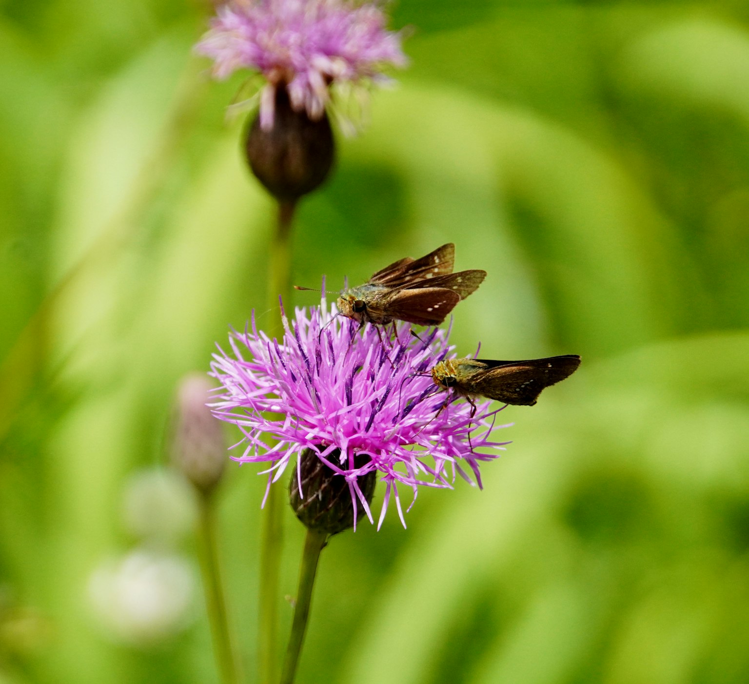 Dos mariposas posadas sobre una flor púrpura con un fondo verde