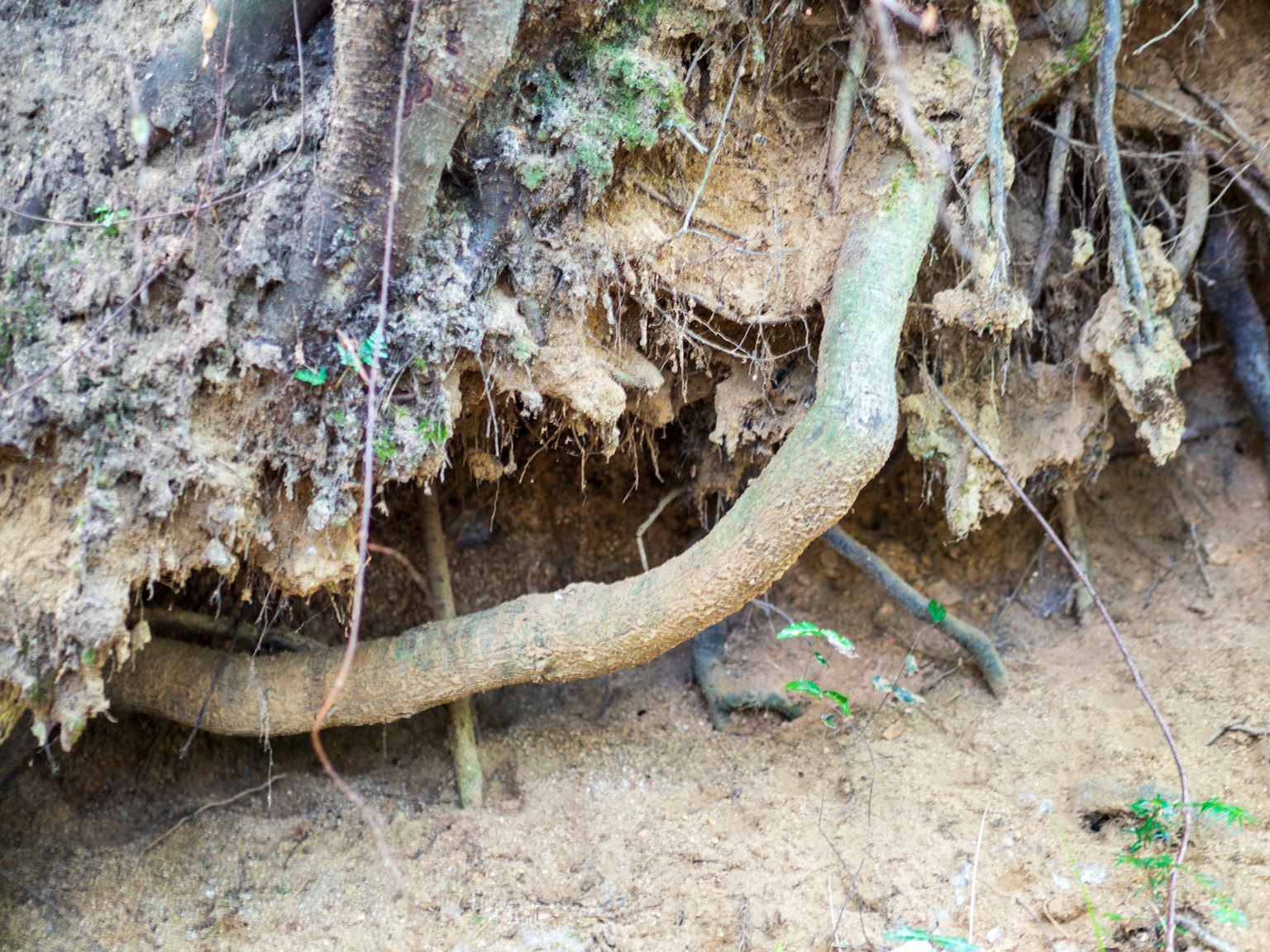 Exposed tree roots in soil with earthy textures